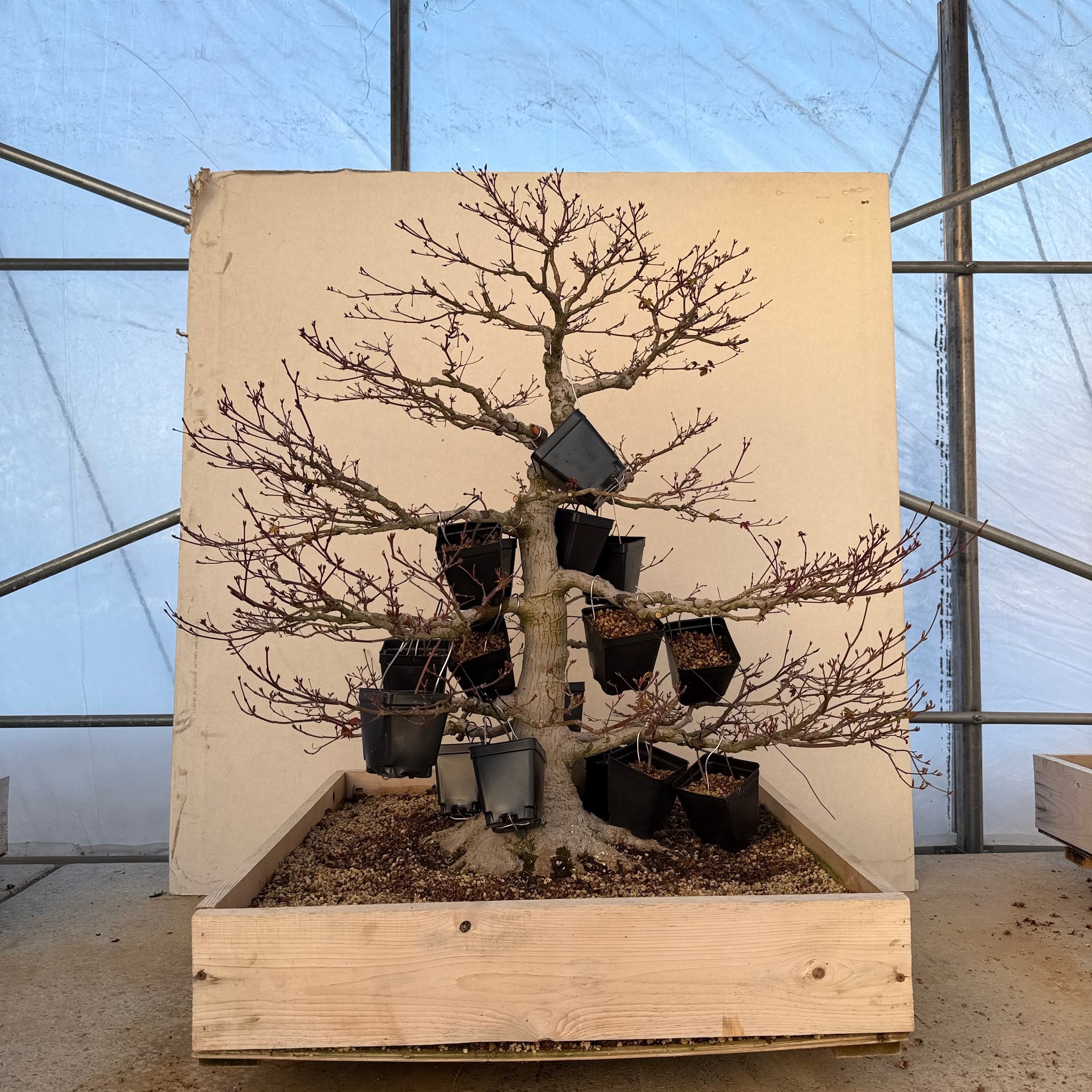 KOROMO-GAE – Converting an Old Japanese Maple to Beni Chidori