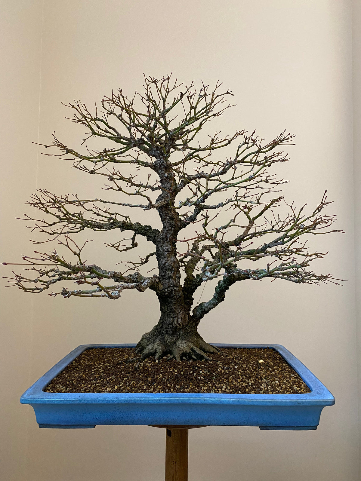Collectors pick bonsai trees — Canada Bonsai