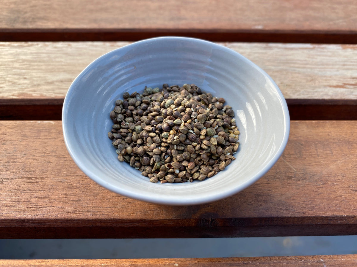 Bonsai tree seeds for sale — Canada Bonsai
