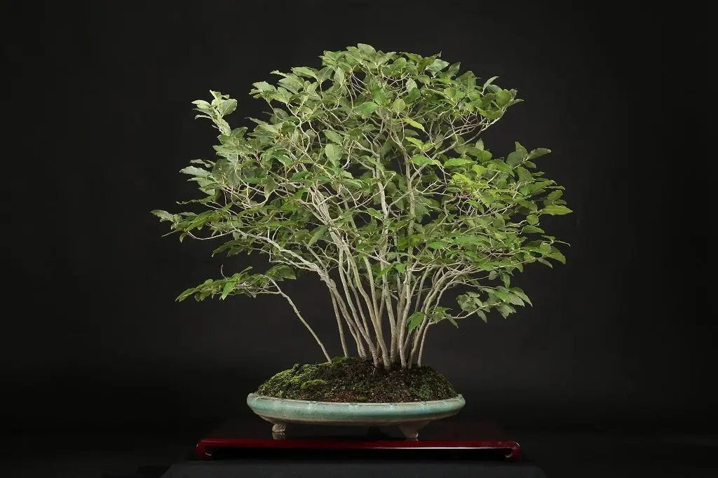 Lindera glauca Canada Bonsai