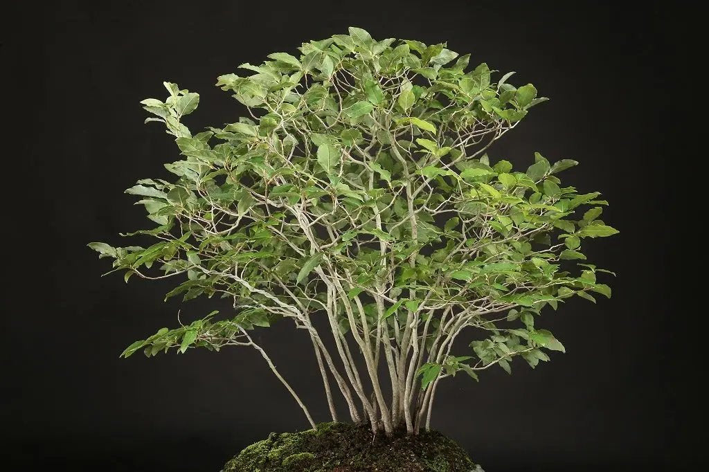 Lindera glauca Canada Bonsai