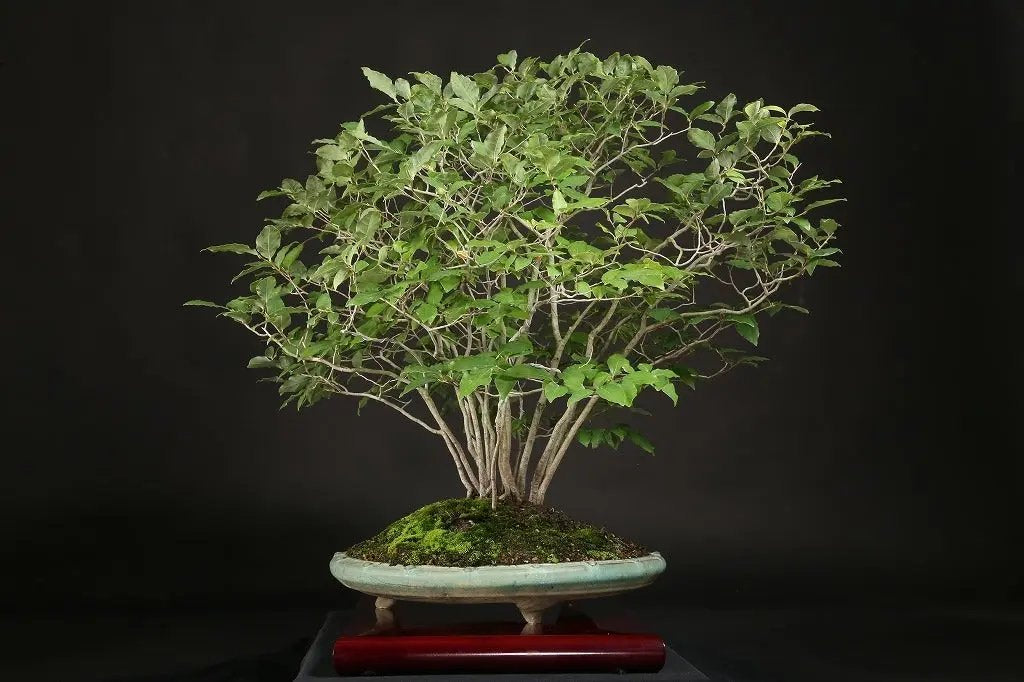 Lindera glauca Canada Bonsai