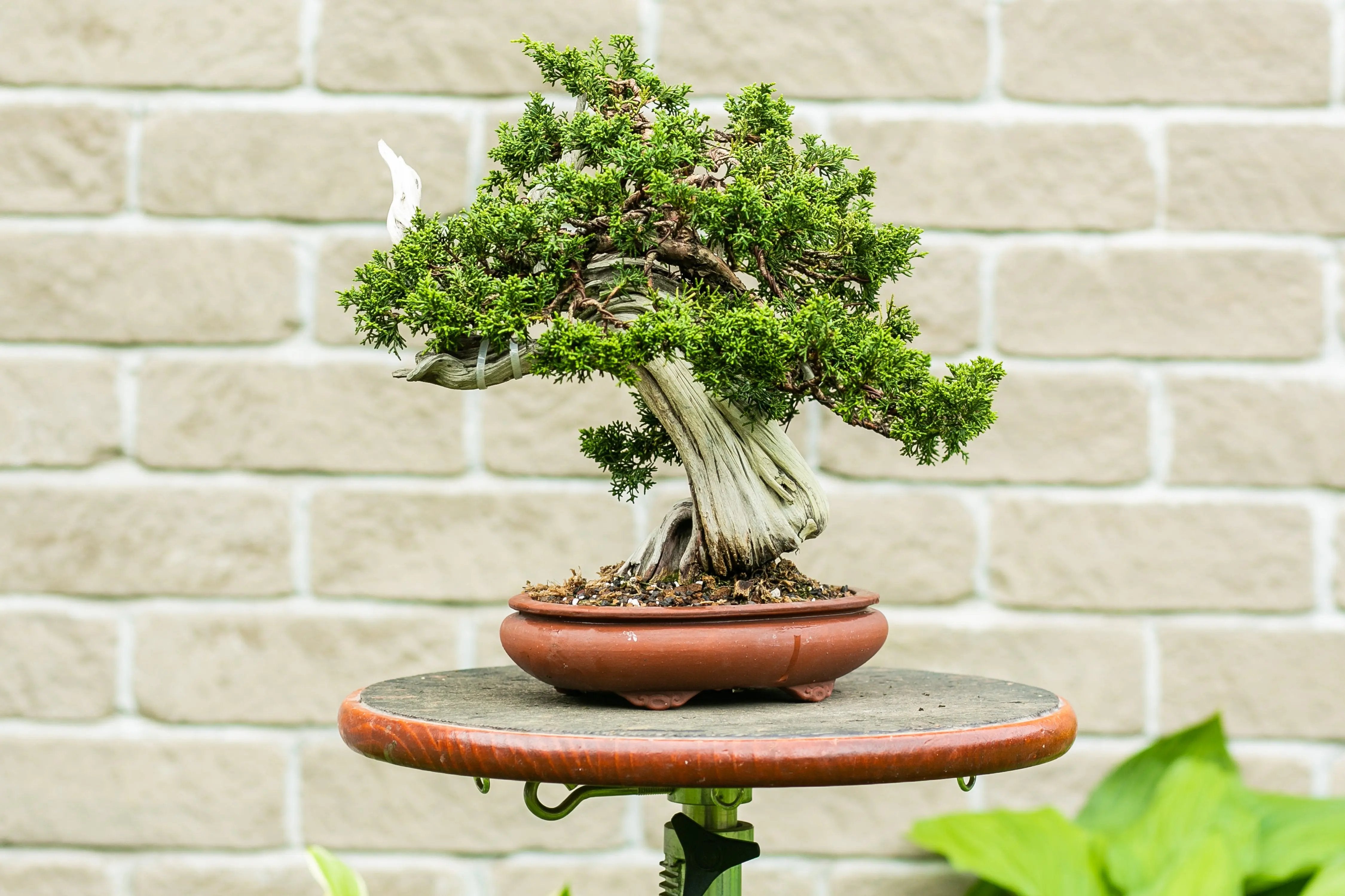 Juniperus chinensis Canada Bonsai