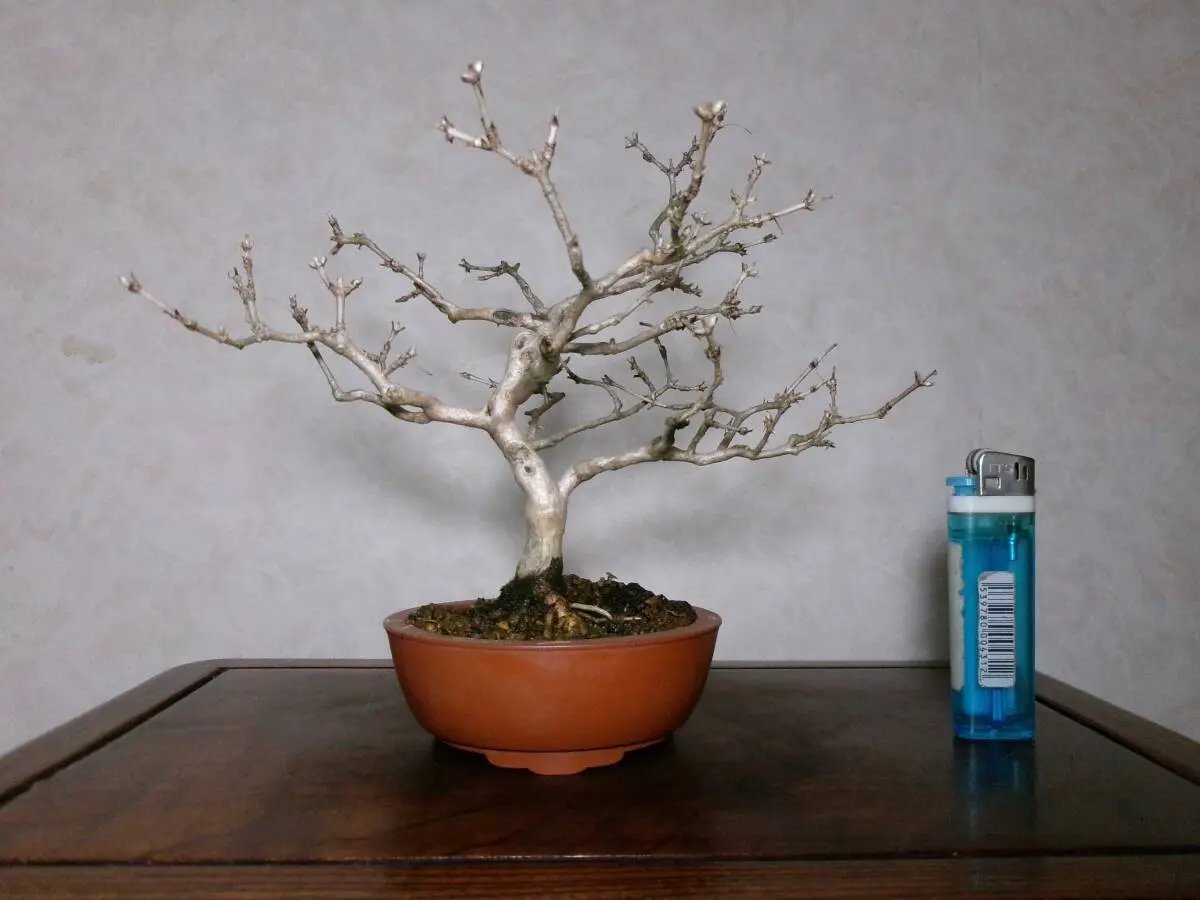 Lonicera gracilipes Canada Bonsai
