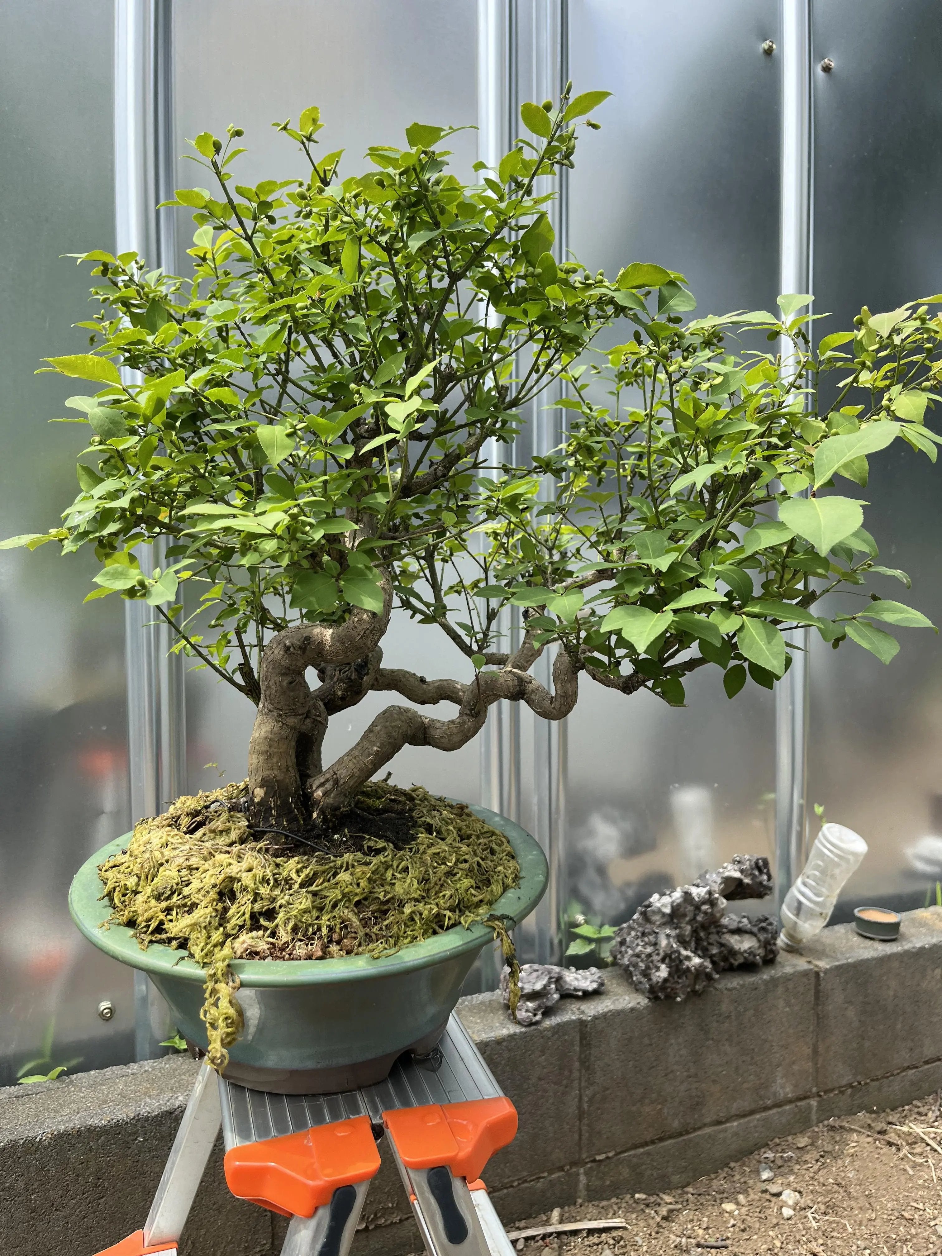 Euonymus Canada Bonsai