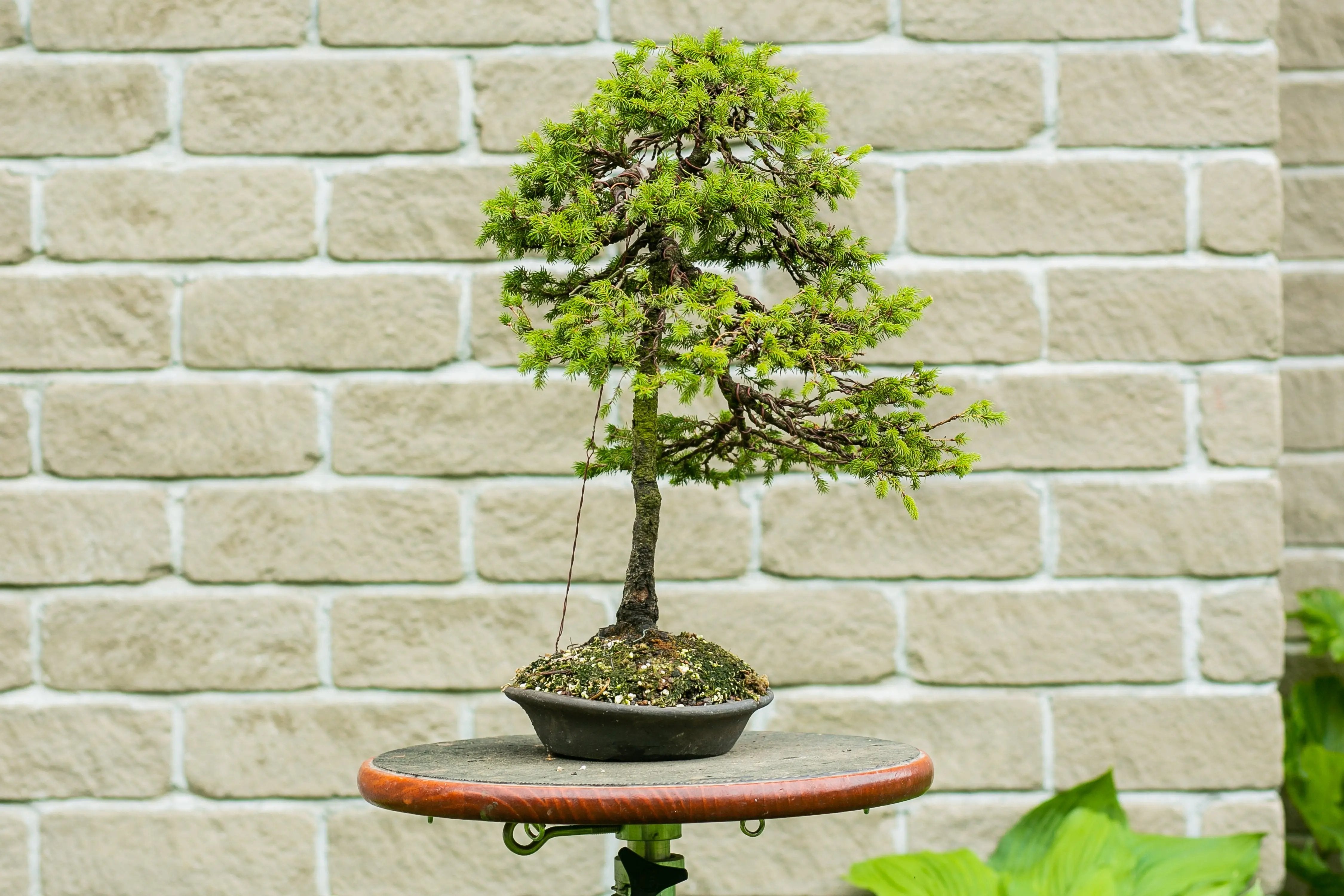Picea glehnii Canada Bonsai