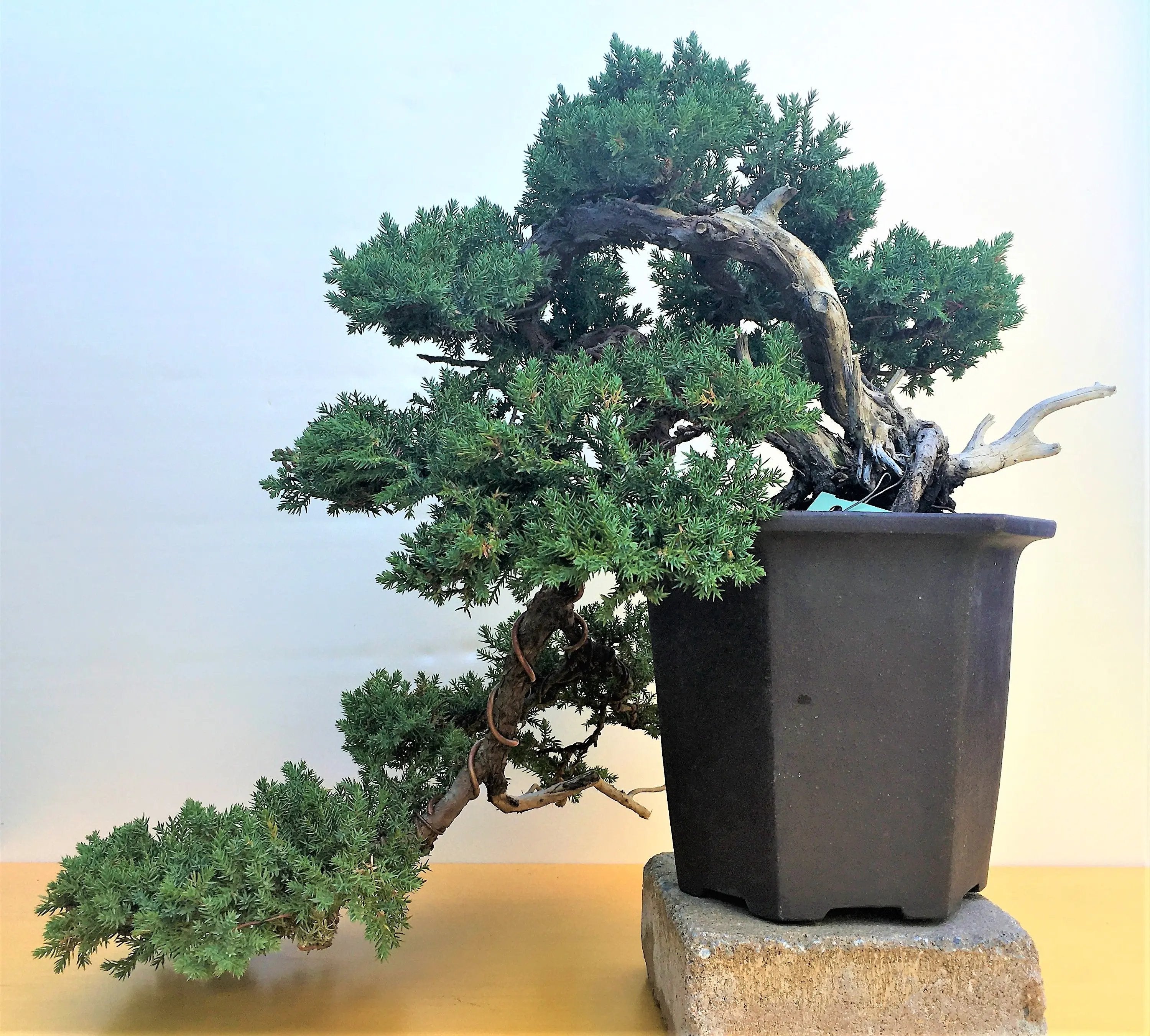 Juniperus procumbens Canada Bonsai