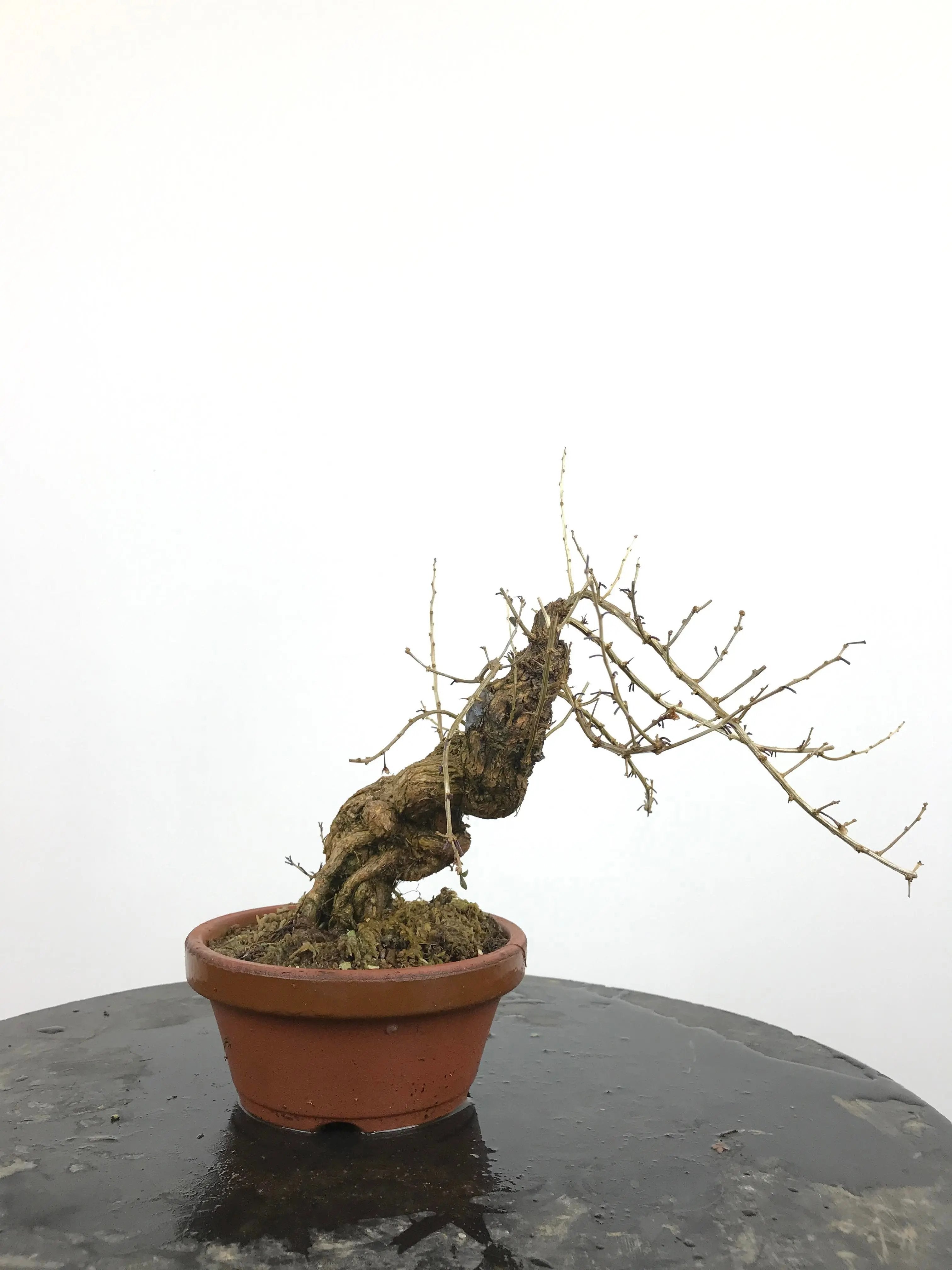 Lycium #3 Canada Bonsai