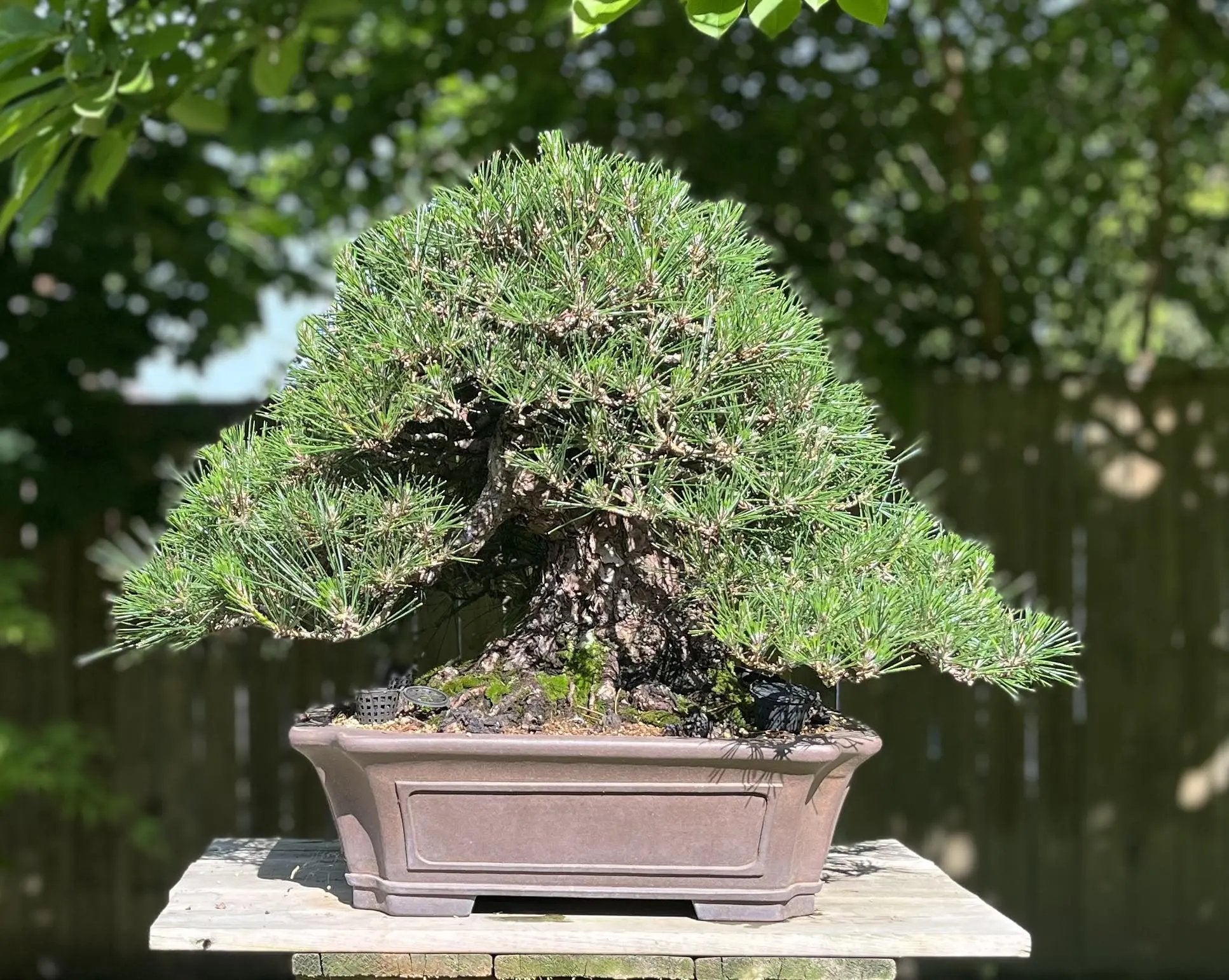 Pinus thunbergii #1 Canada Bonsai