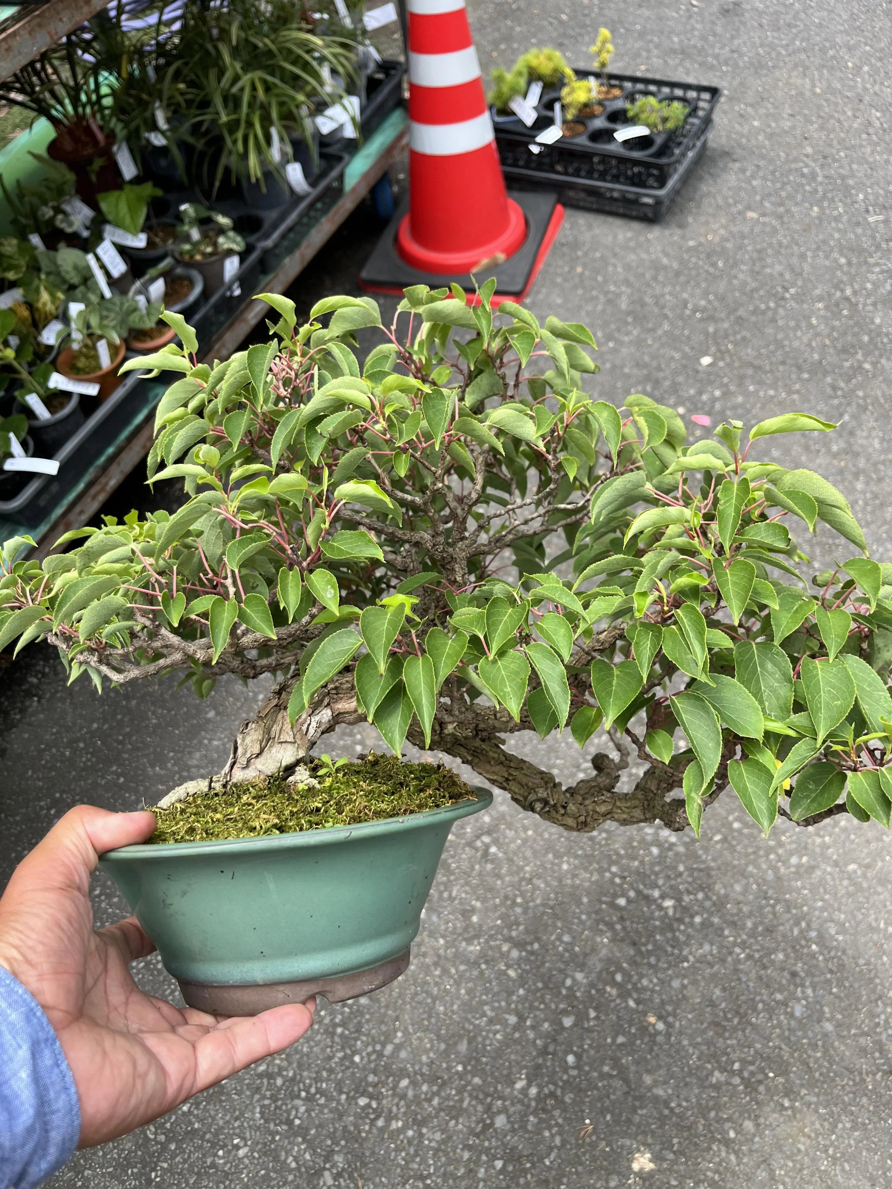 Actinidia arguta Canada Bonsai