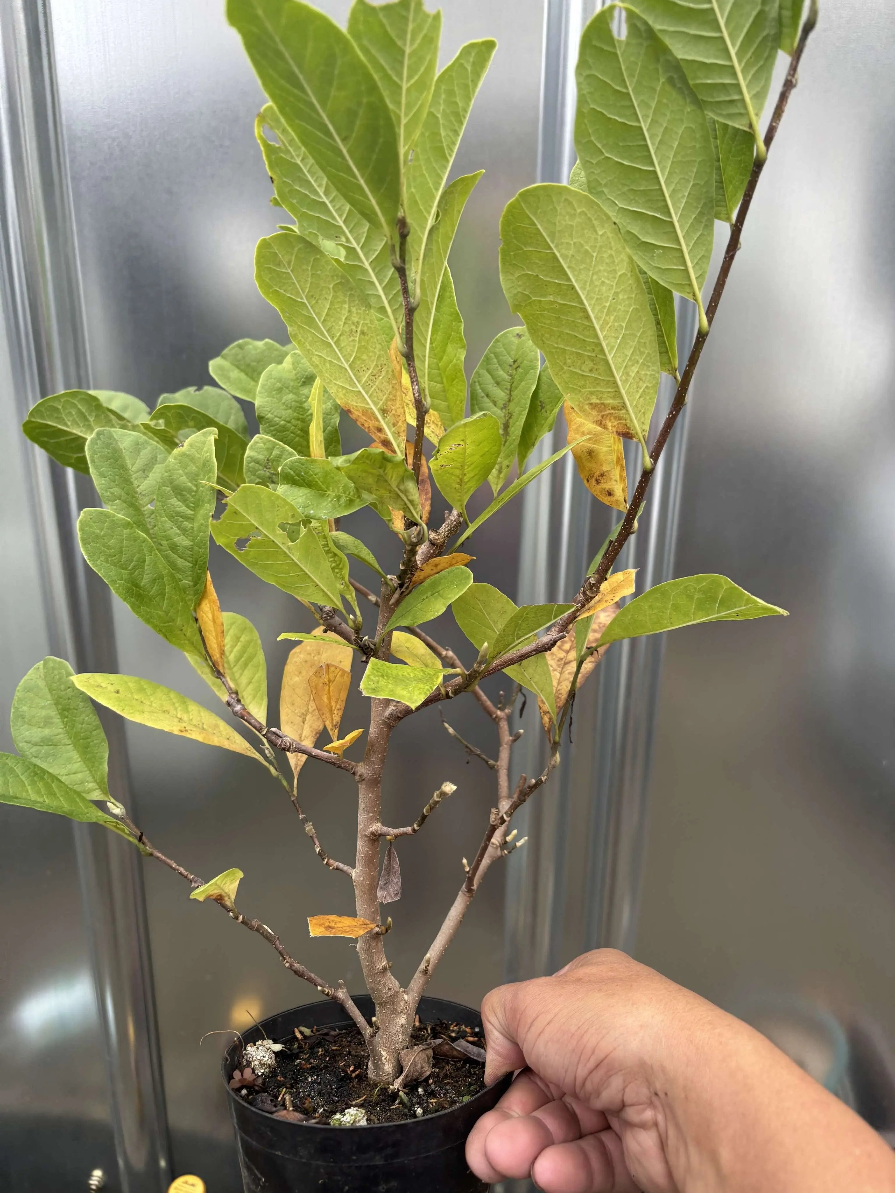 Magnolia Canada Bonsai
