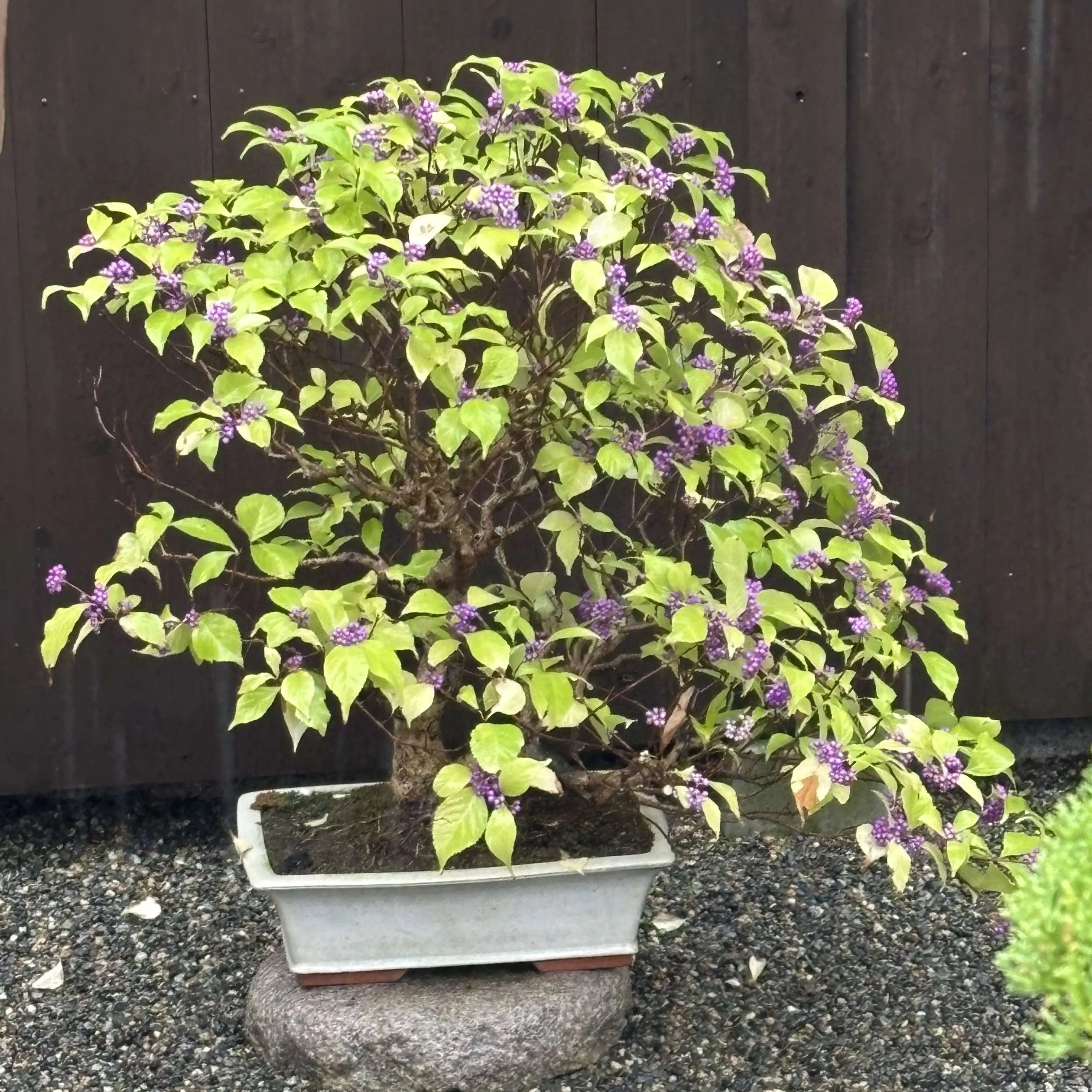 Callicarpa japonica Canada Bonsai