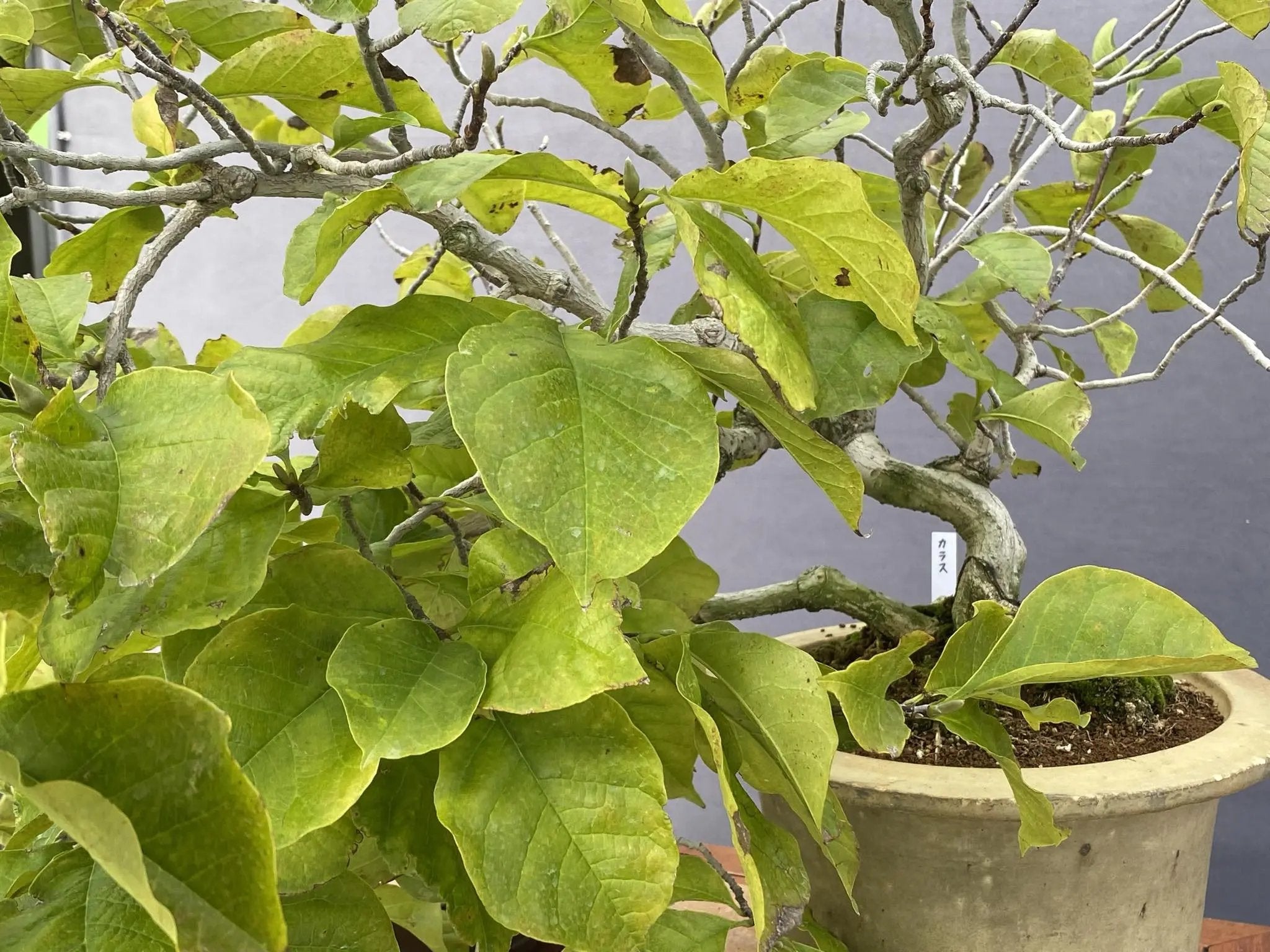 Magnolia (purple) Canada Bonsai