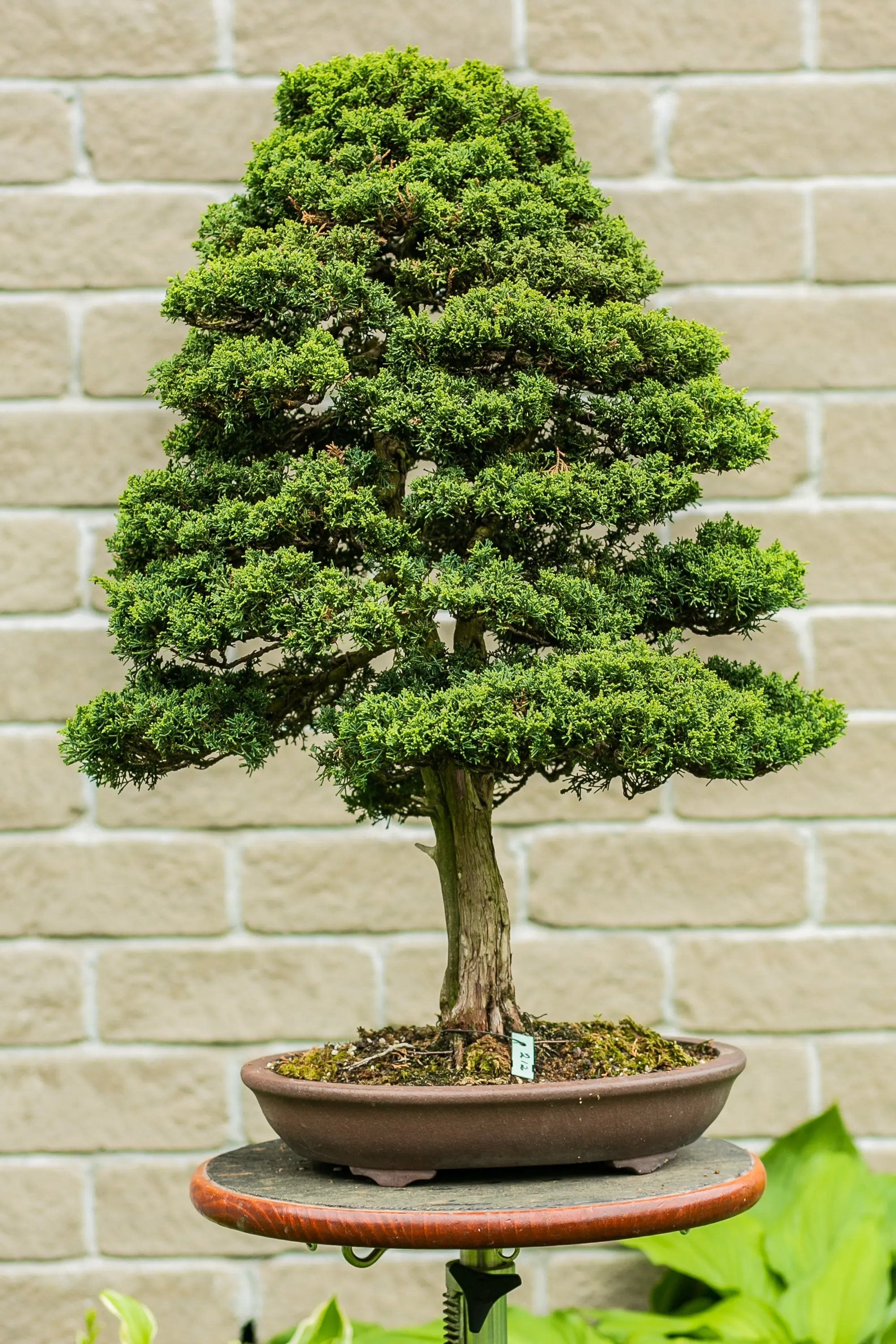 Juniperus Chinensis 'Blaauw' Canada Bonsai