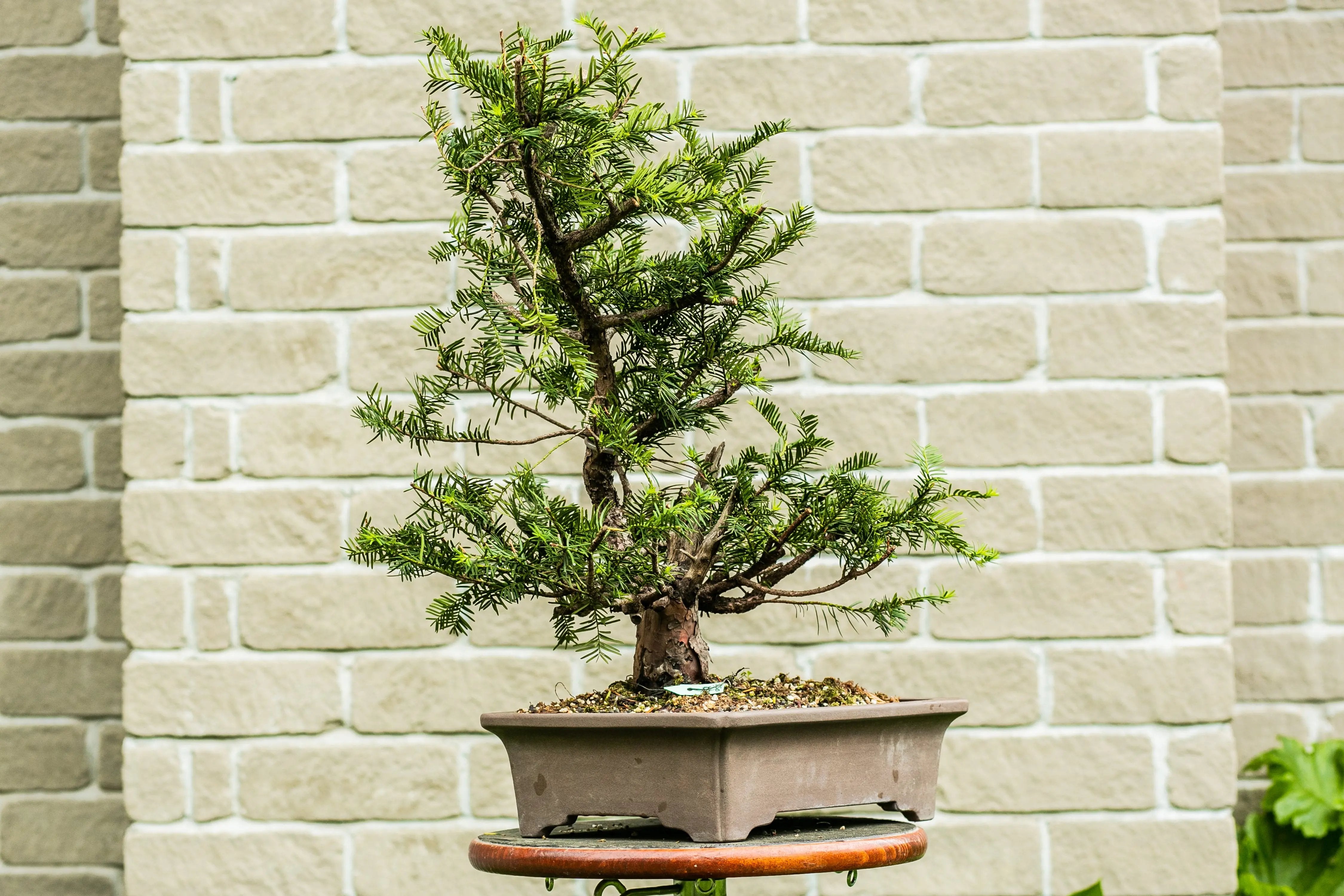Taxus Canada Bonsai