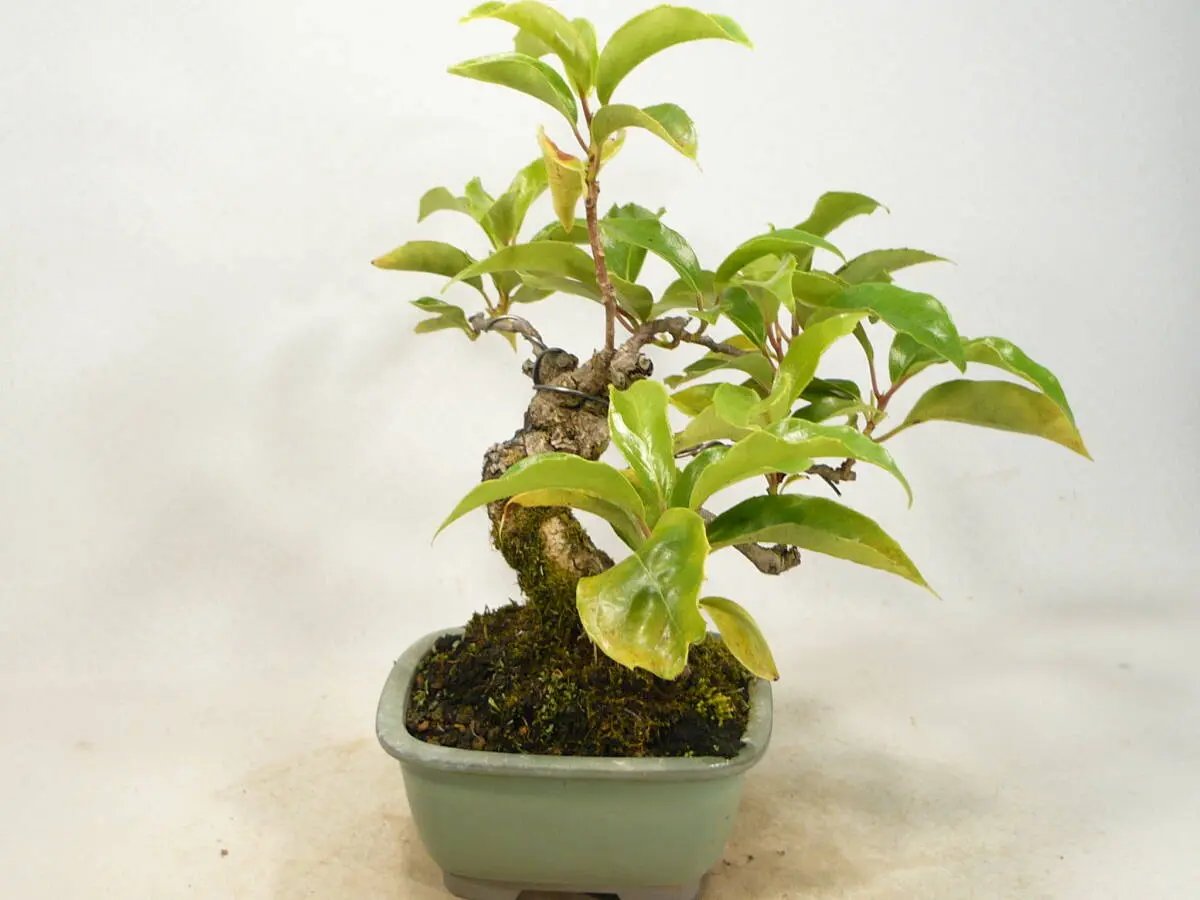 Kadsura japonica Canada Bonsai