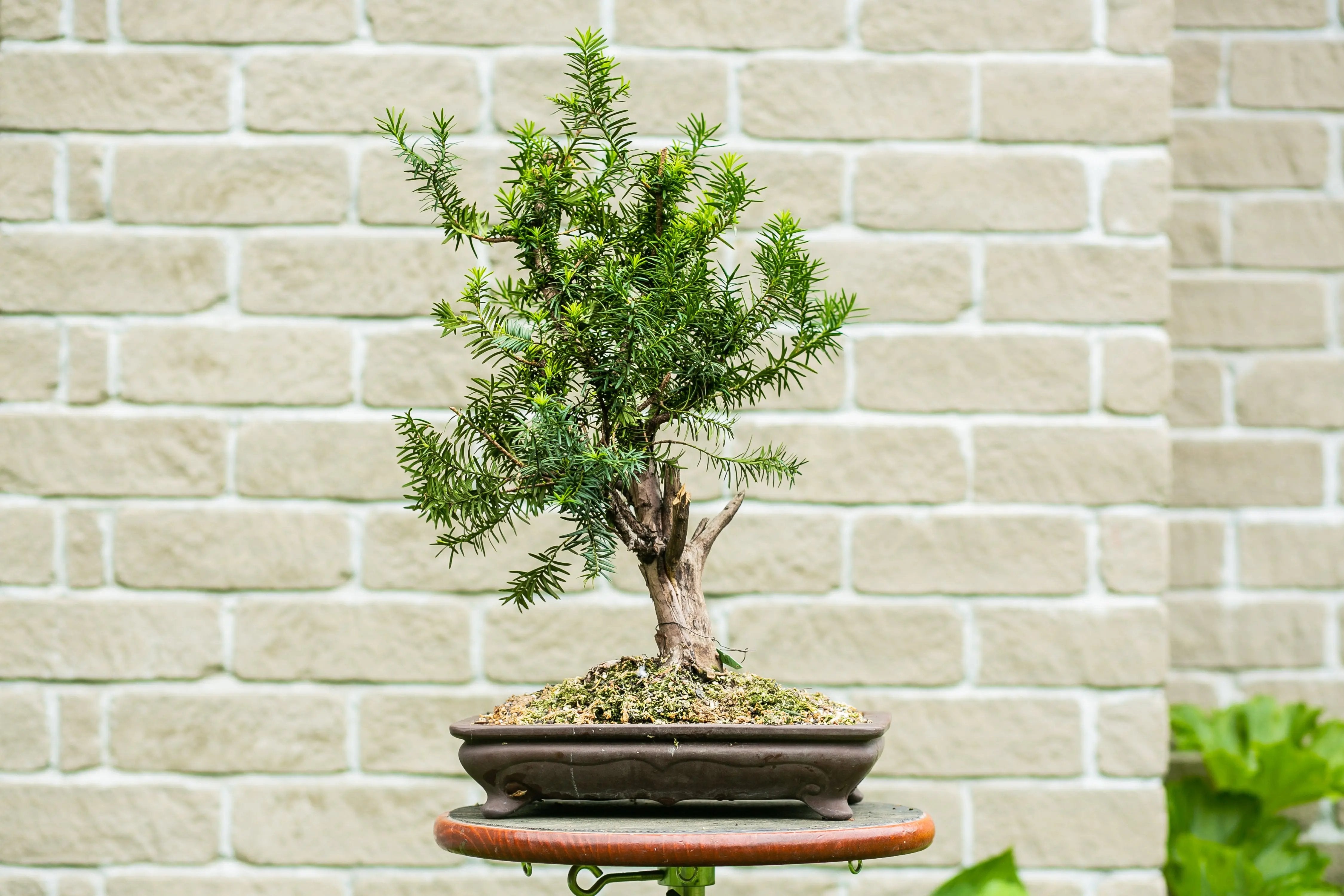 Taxus Canada Bonsai