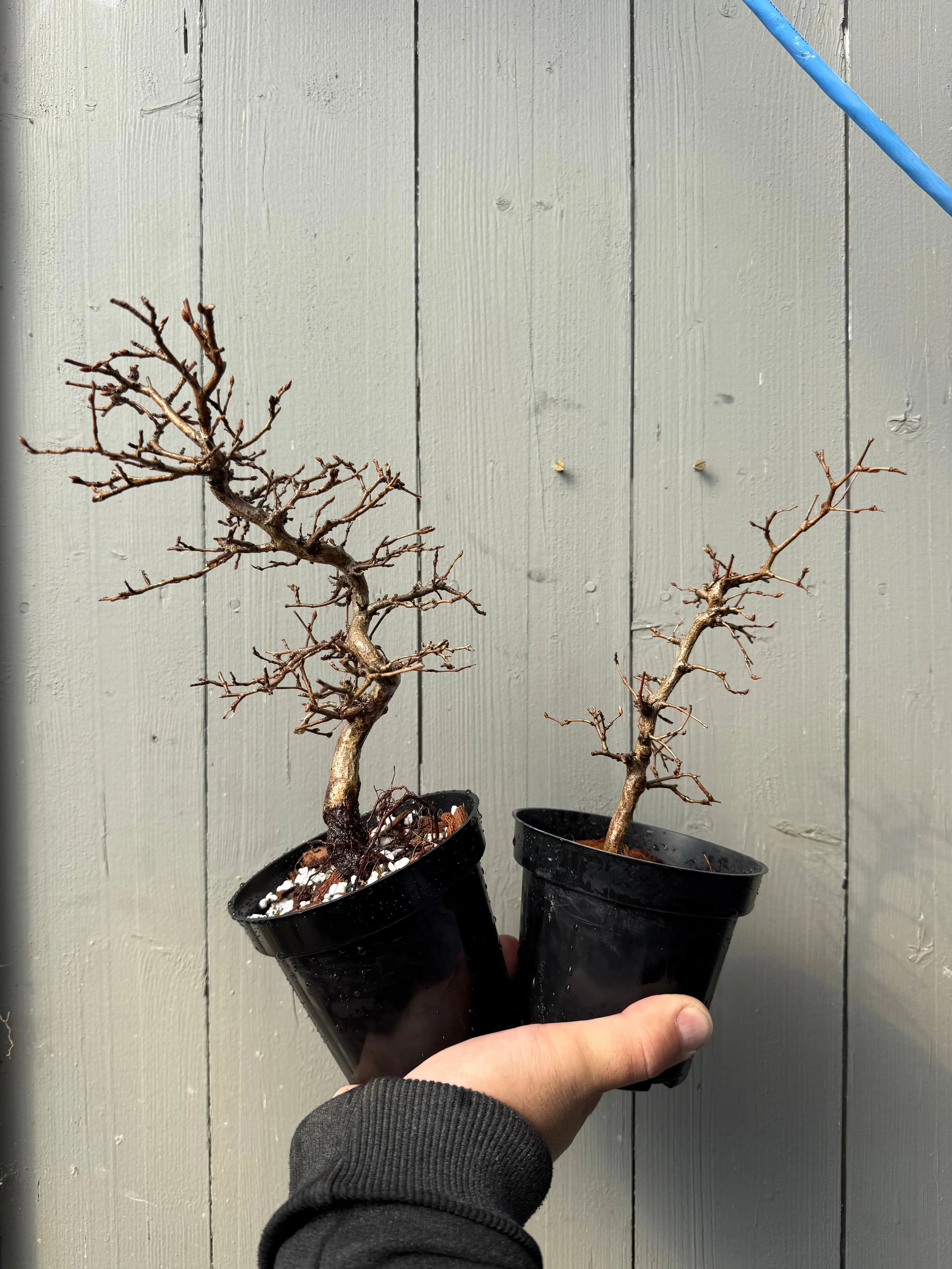 Carpinus turczaninowii Canada Bonsai