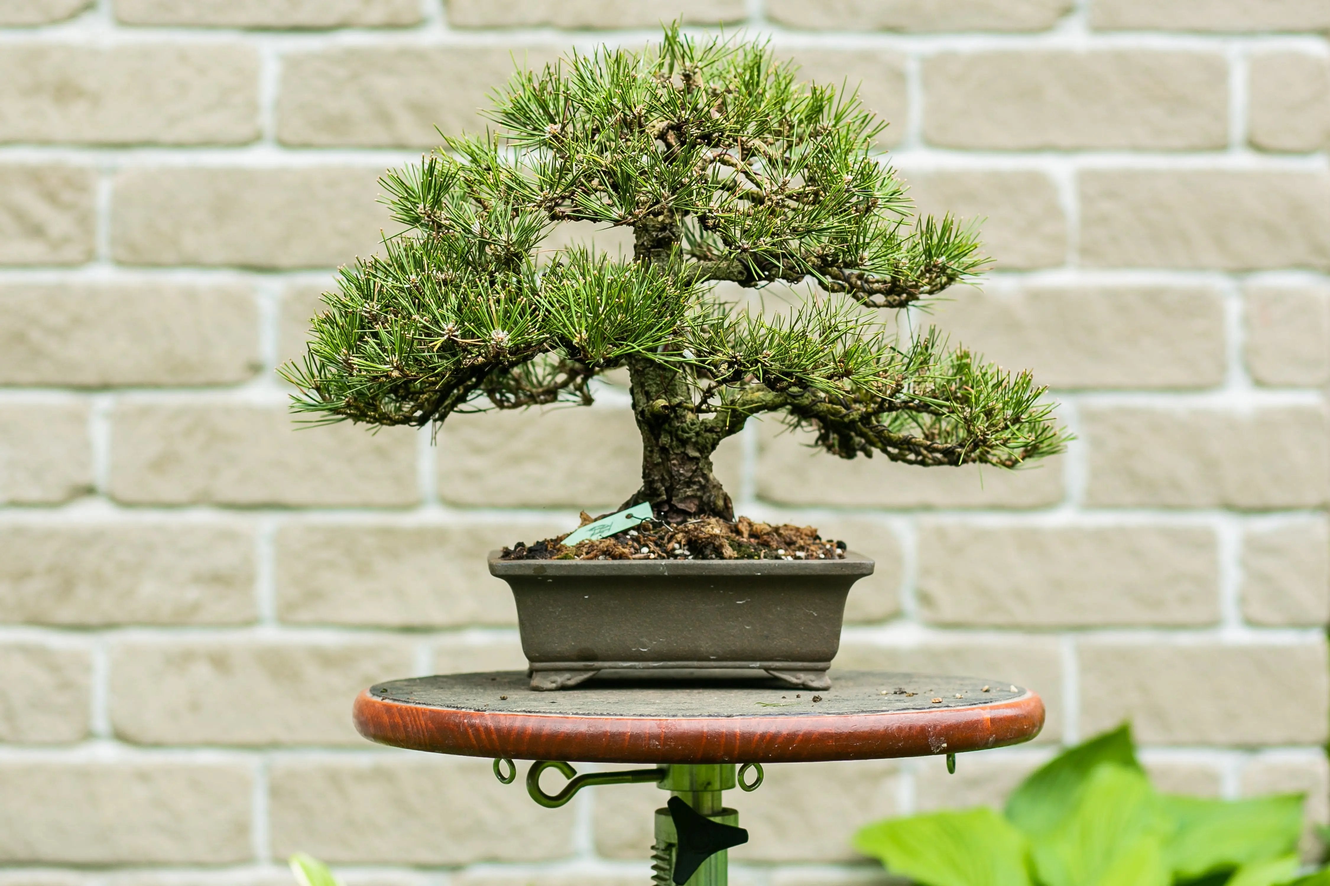 Pinus thunbergii Canada Bonsai