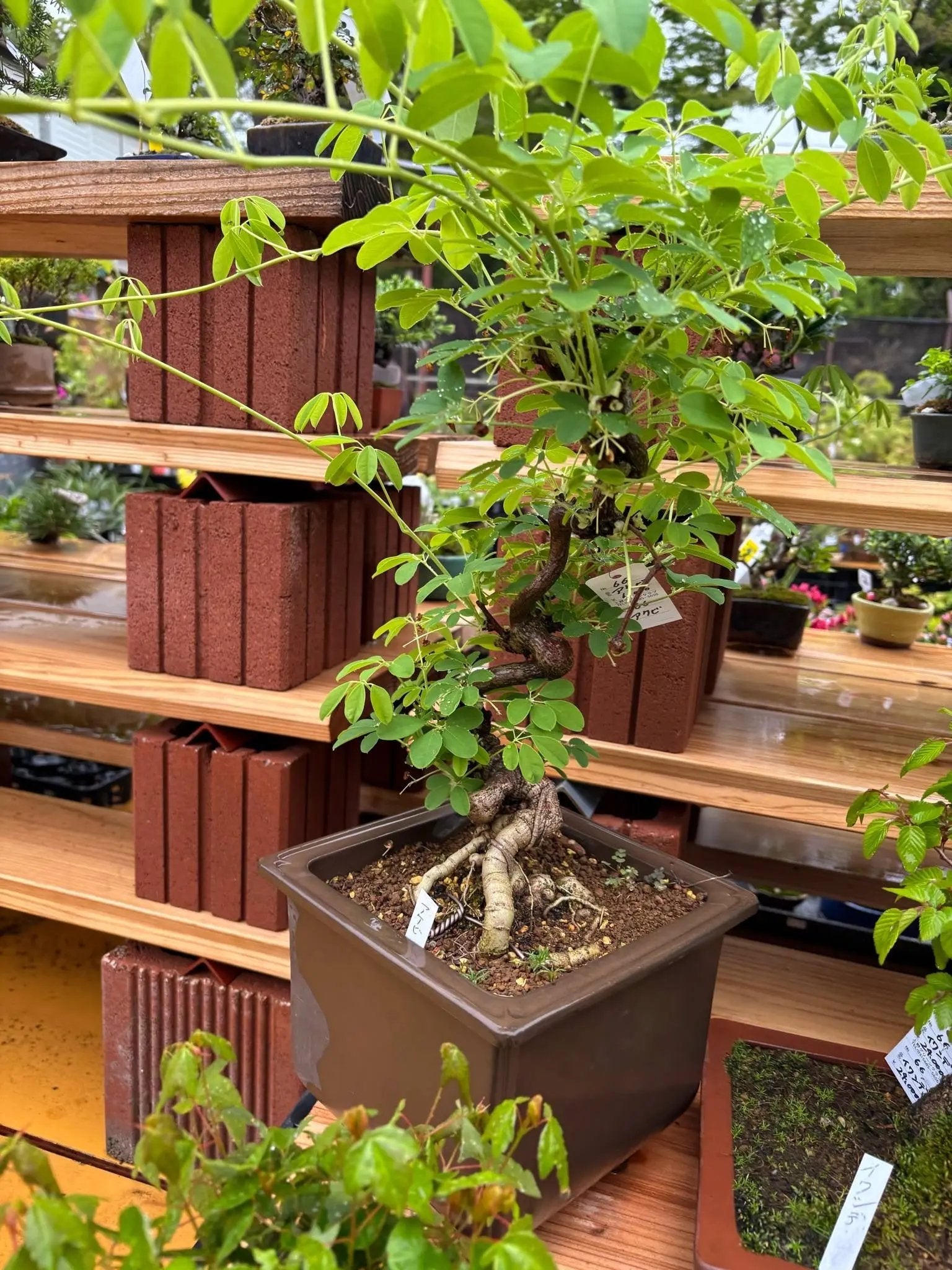 Akebia Canada Bonsai