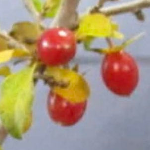 Diospyros rhombifolia (bouture de racine) 'Beniwakamaru'
