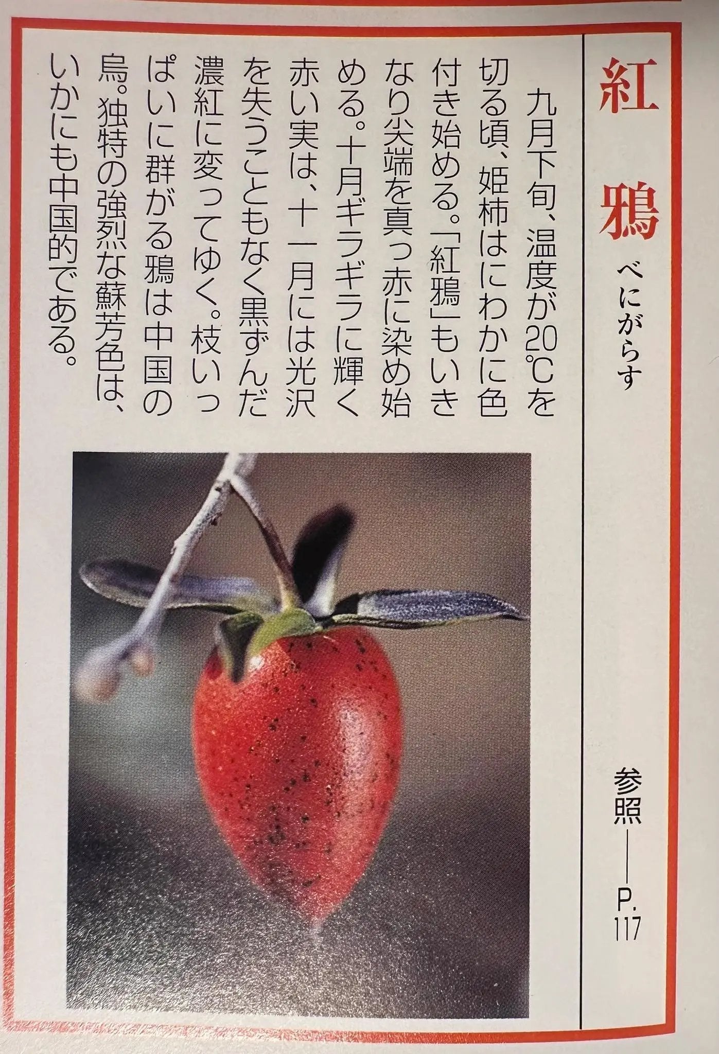 Diospyros rhombifolia ‘Akakarasu’ Canada Bonsai