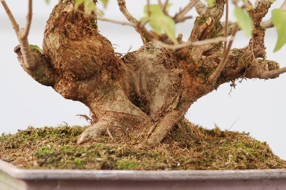 Callicarpa #11 Canada Bonsai