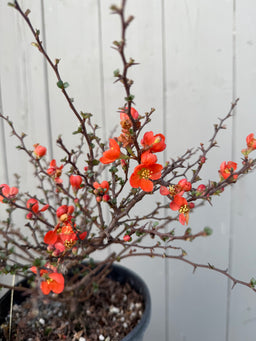 CHAENOMELES japonica