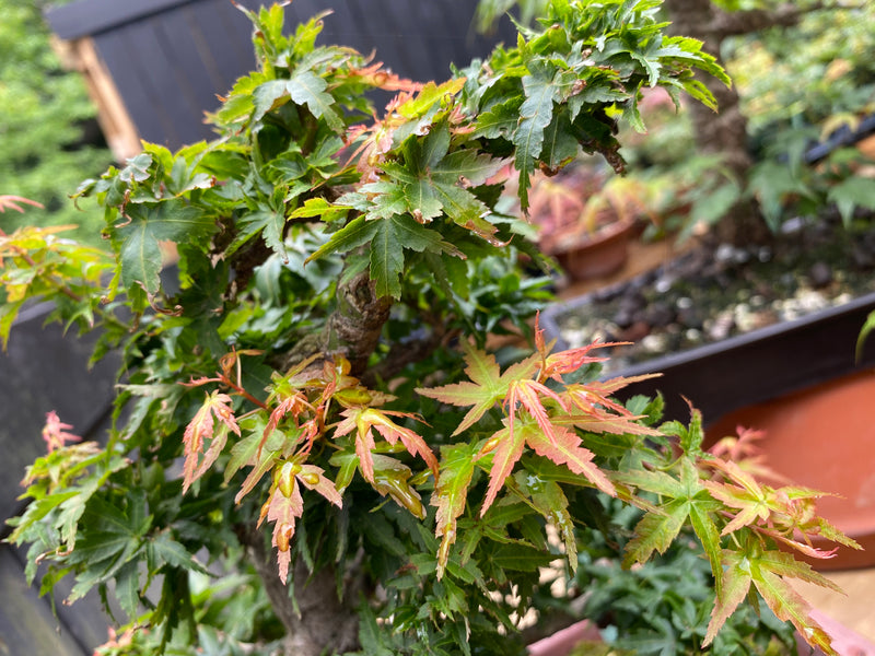 Acer palmatum 'Koto Hime'