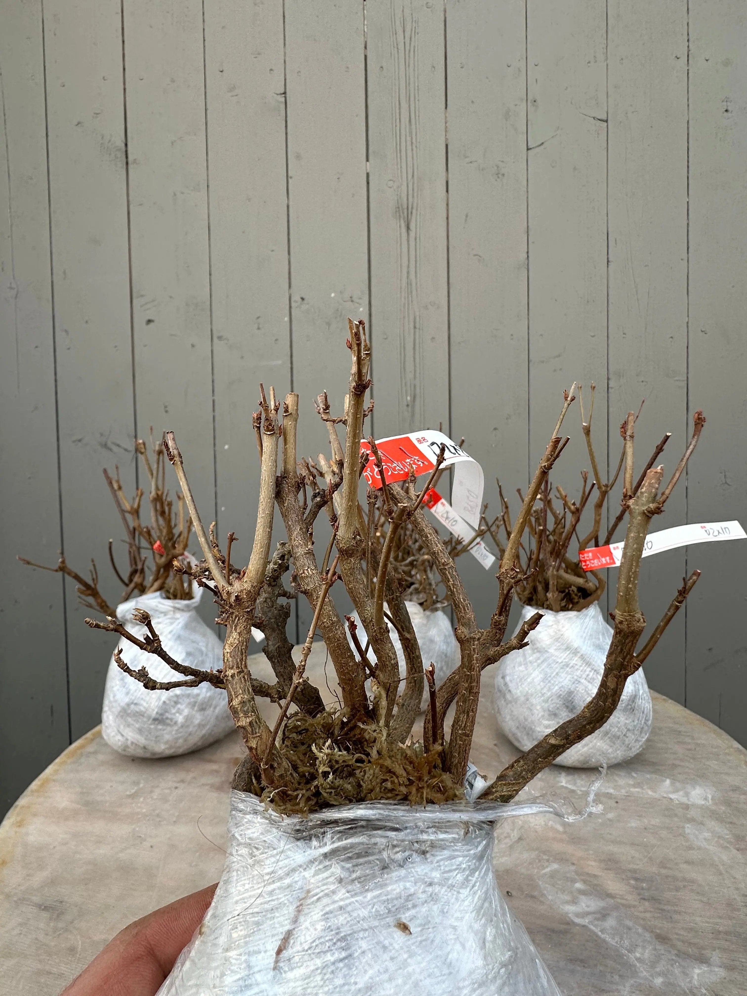 Acer buergerianum Canada Bonsai