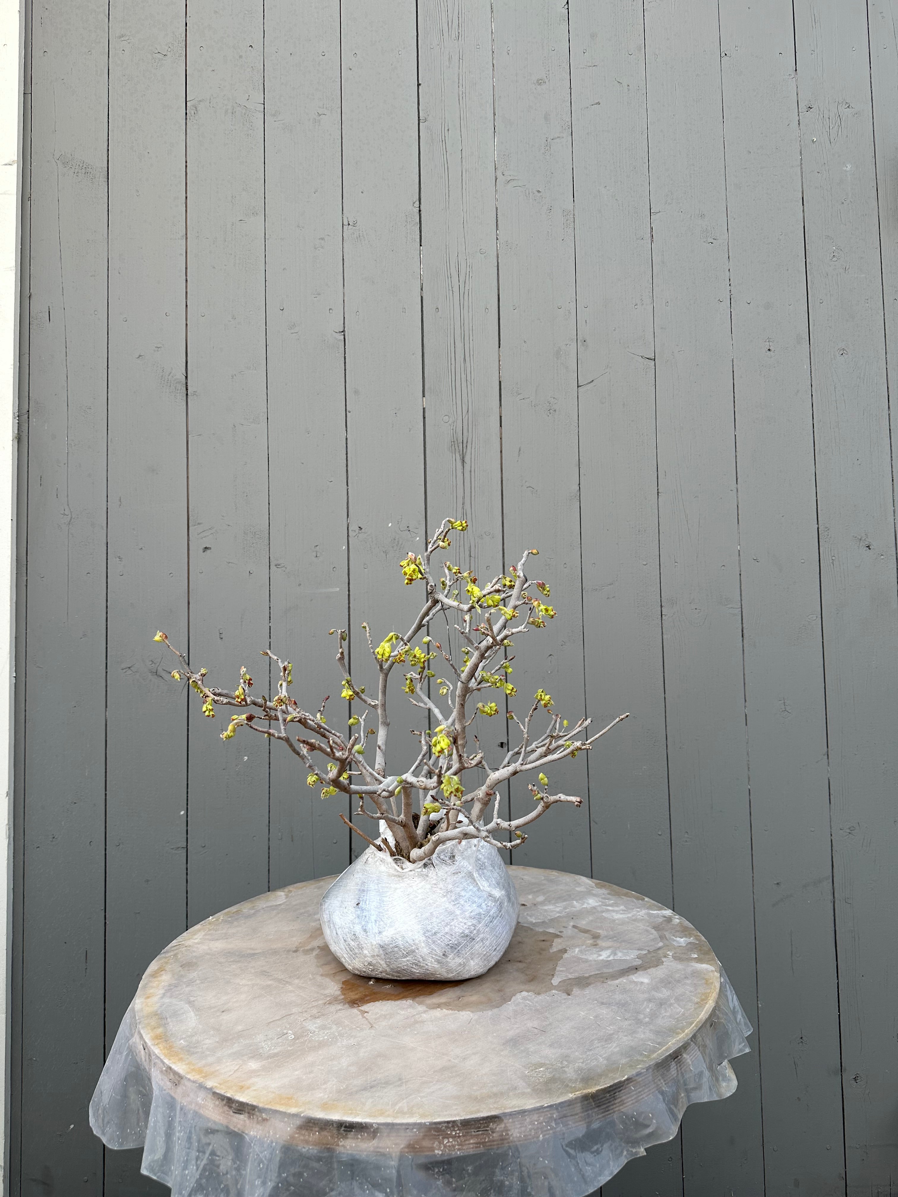 Corylopsis spicata
