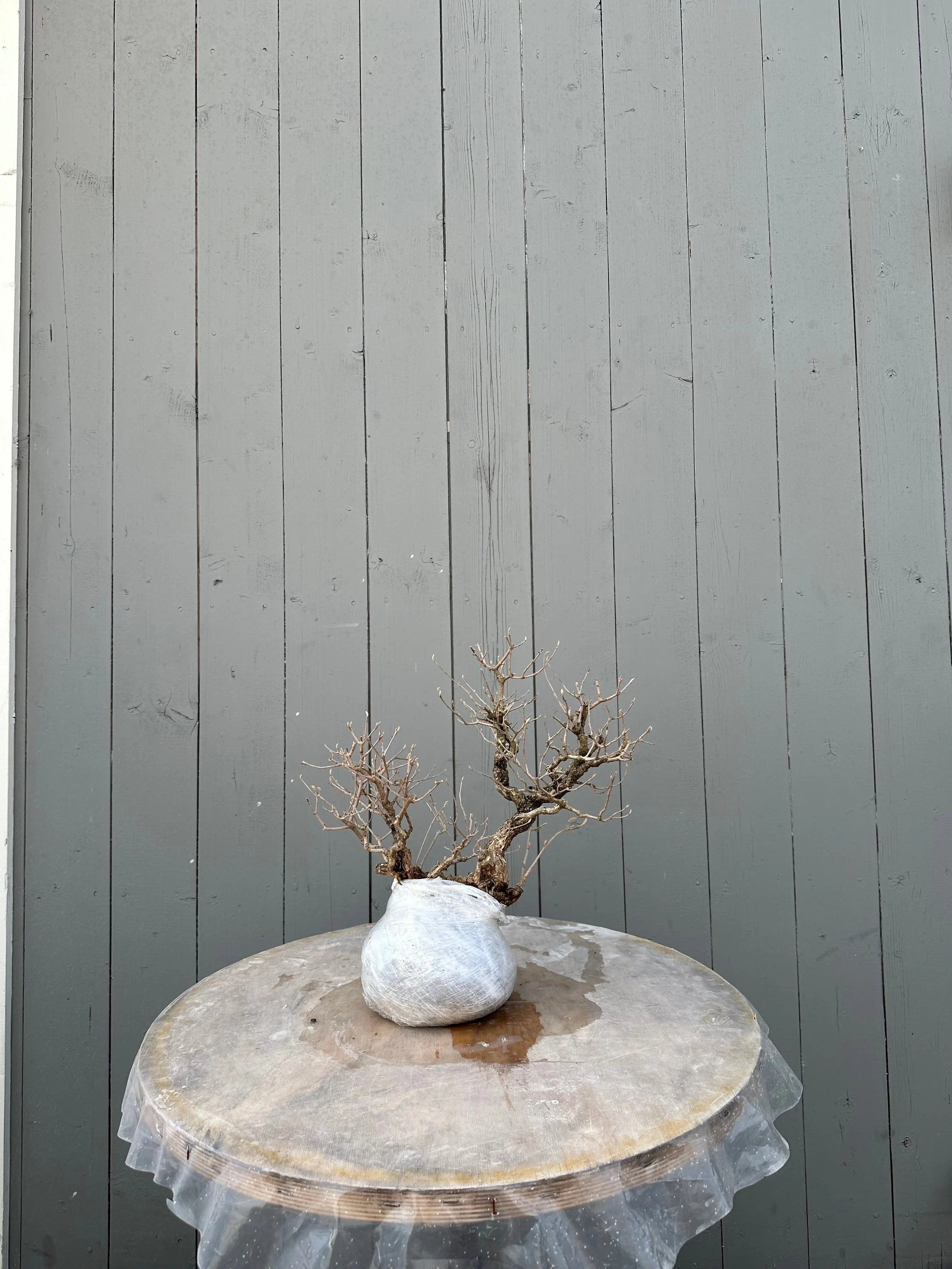 Callicarpa #11 Canada Bonsai