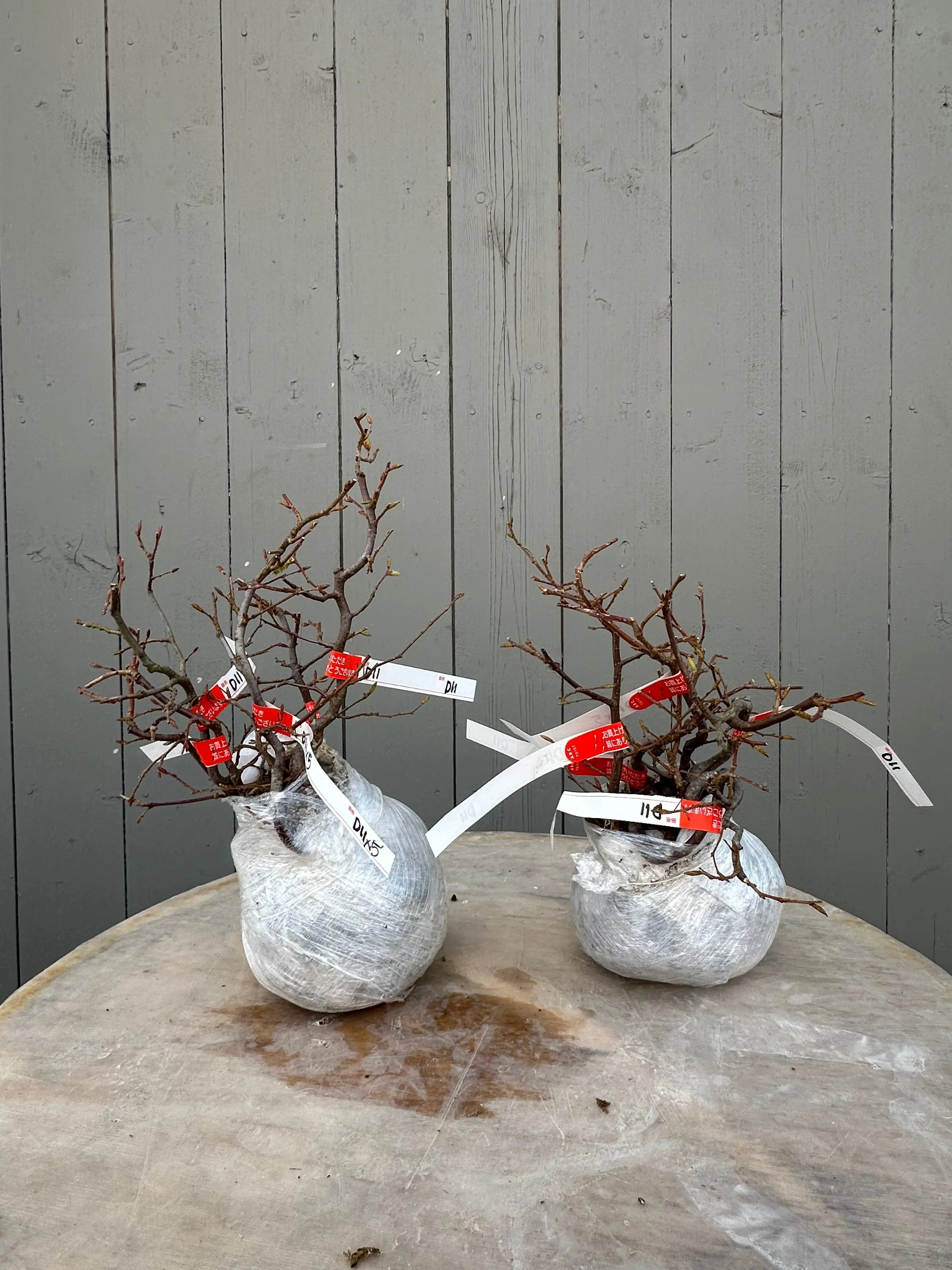 Carpinus japonica Canada Bonsai