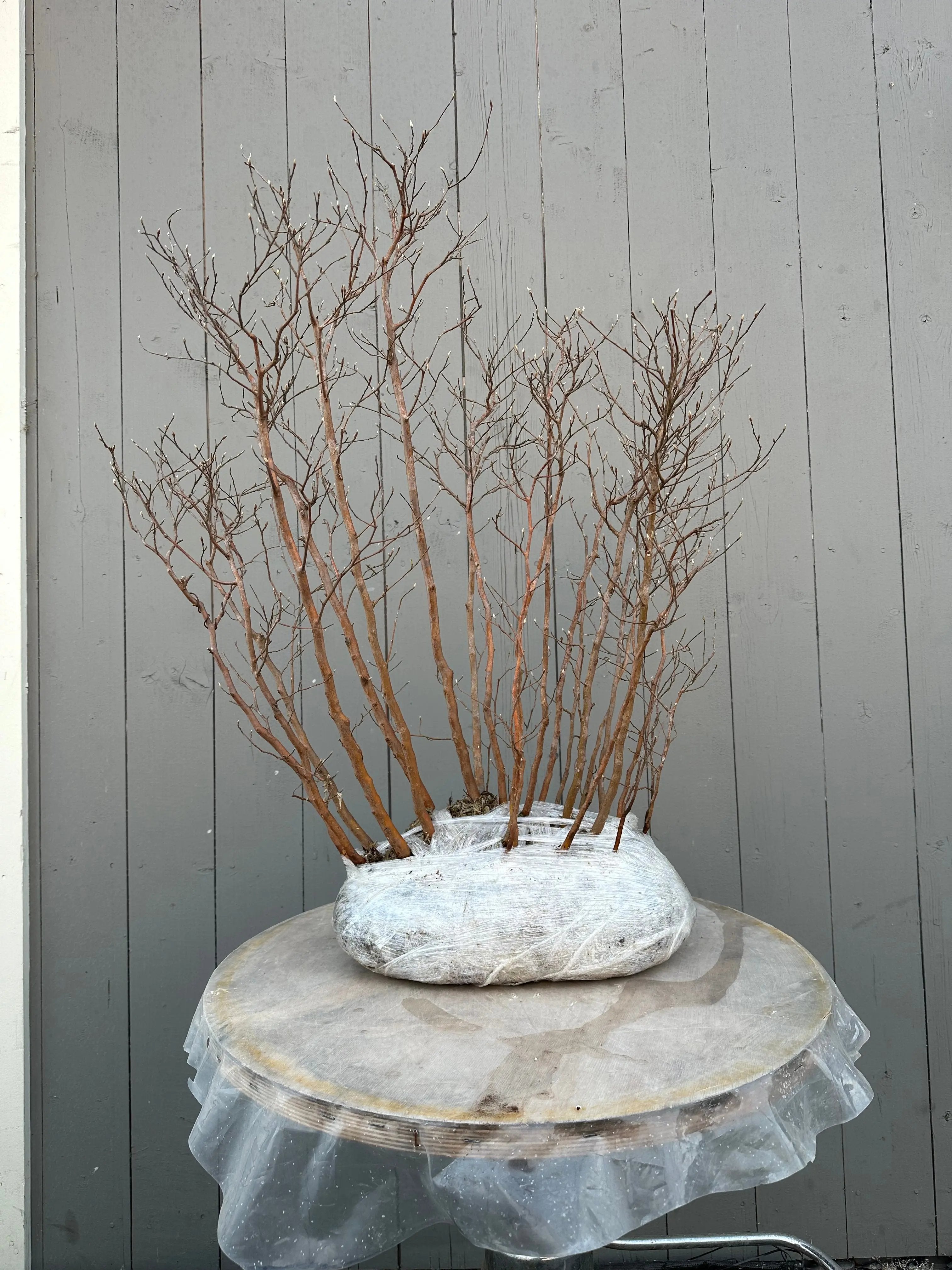 Stewartia #8 Canada Bonsai