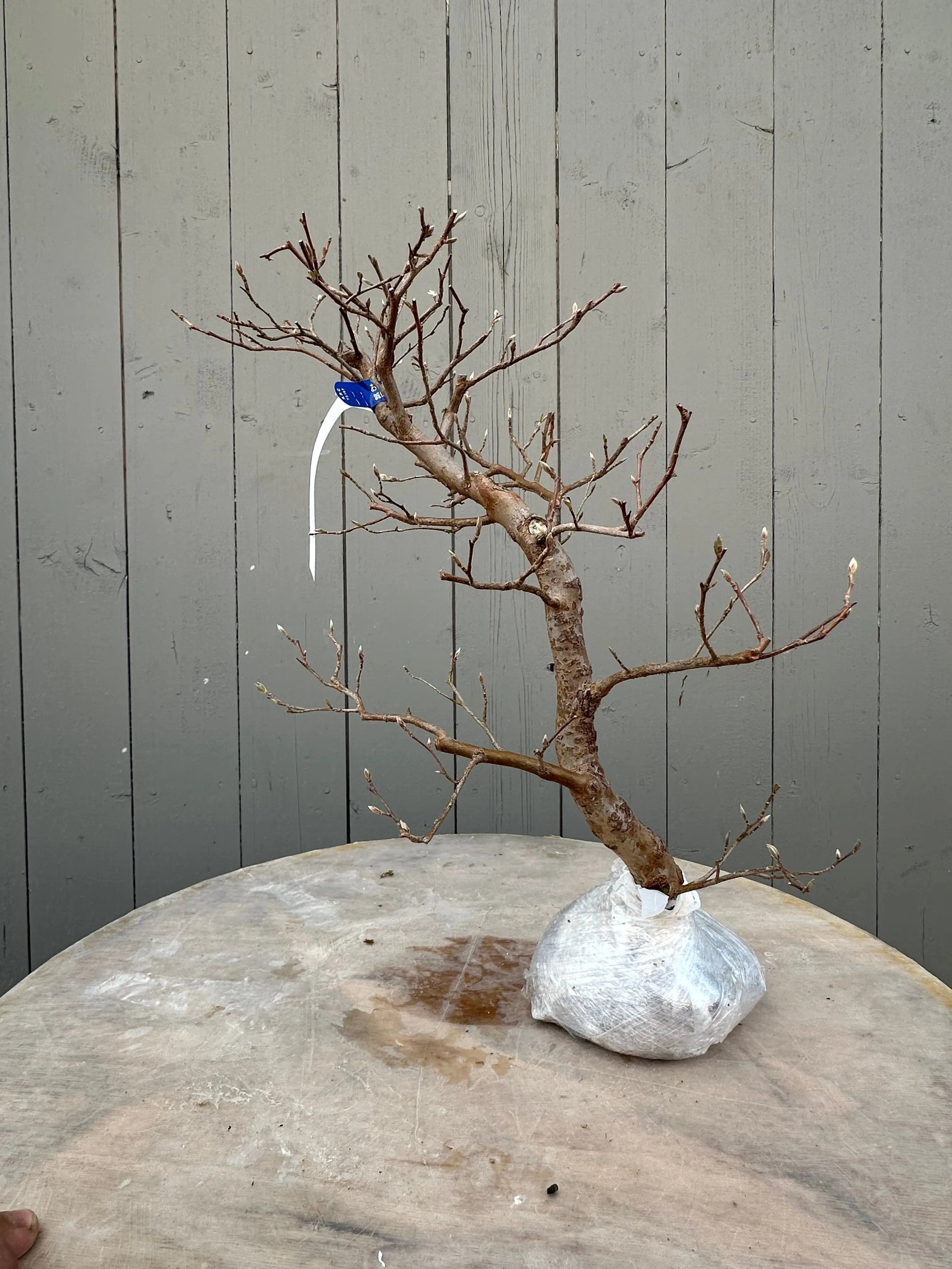 Stewartia #9 Canada Bonsai