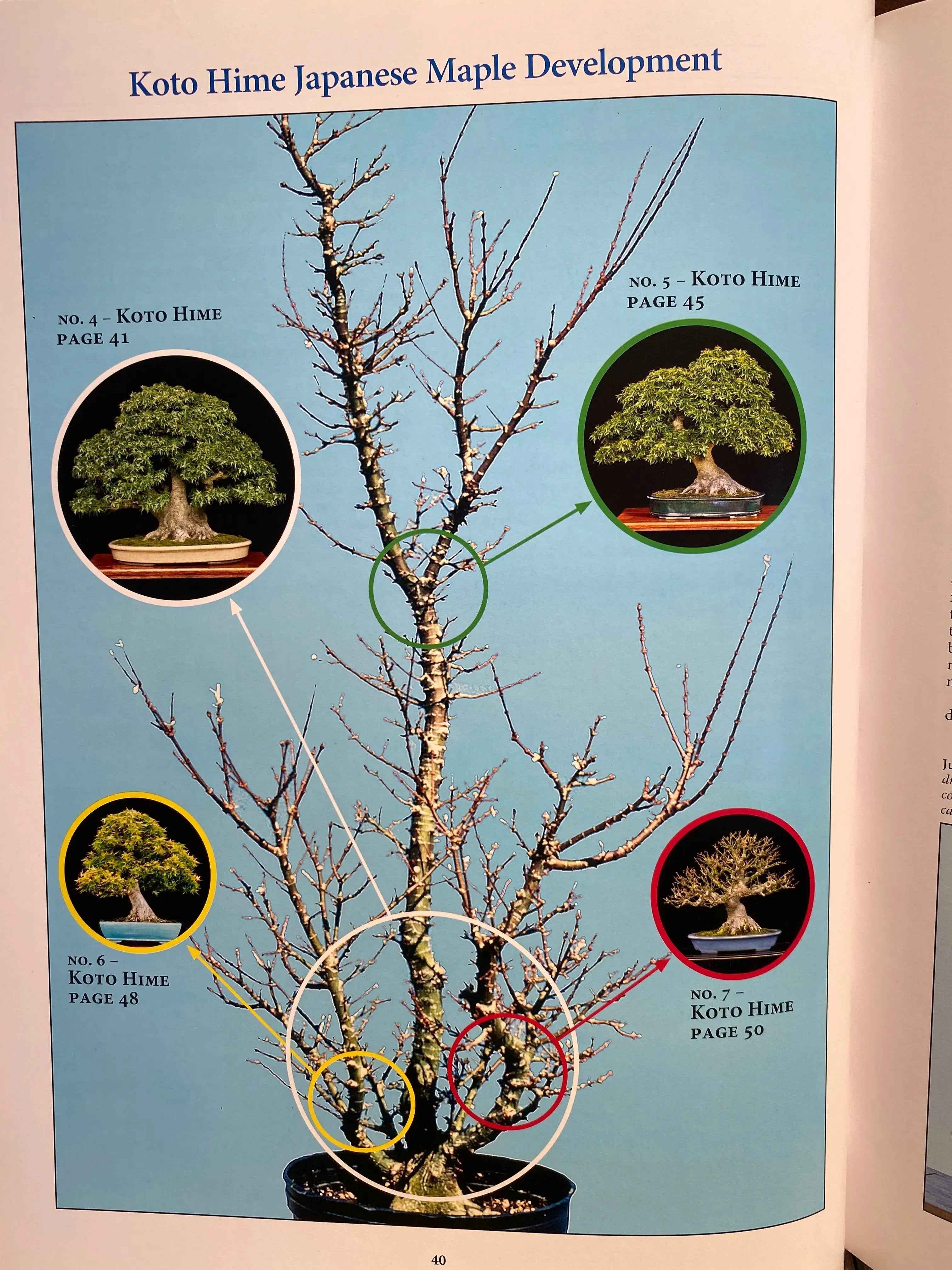 Classical Bonsai Art (unsigned) CB Books