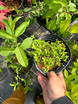EUONYMUS