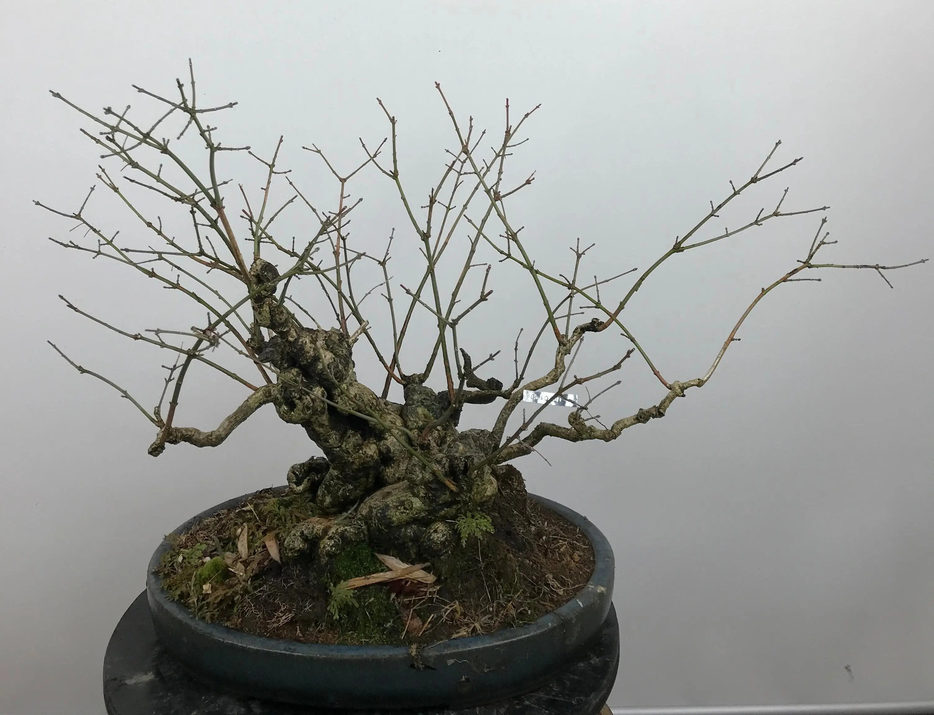 Euonymus #2 Canada Bonsai