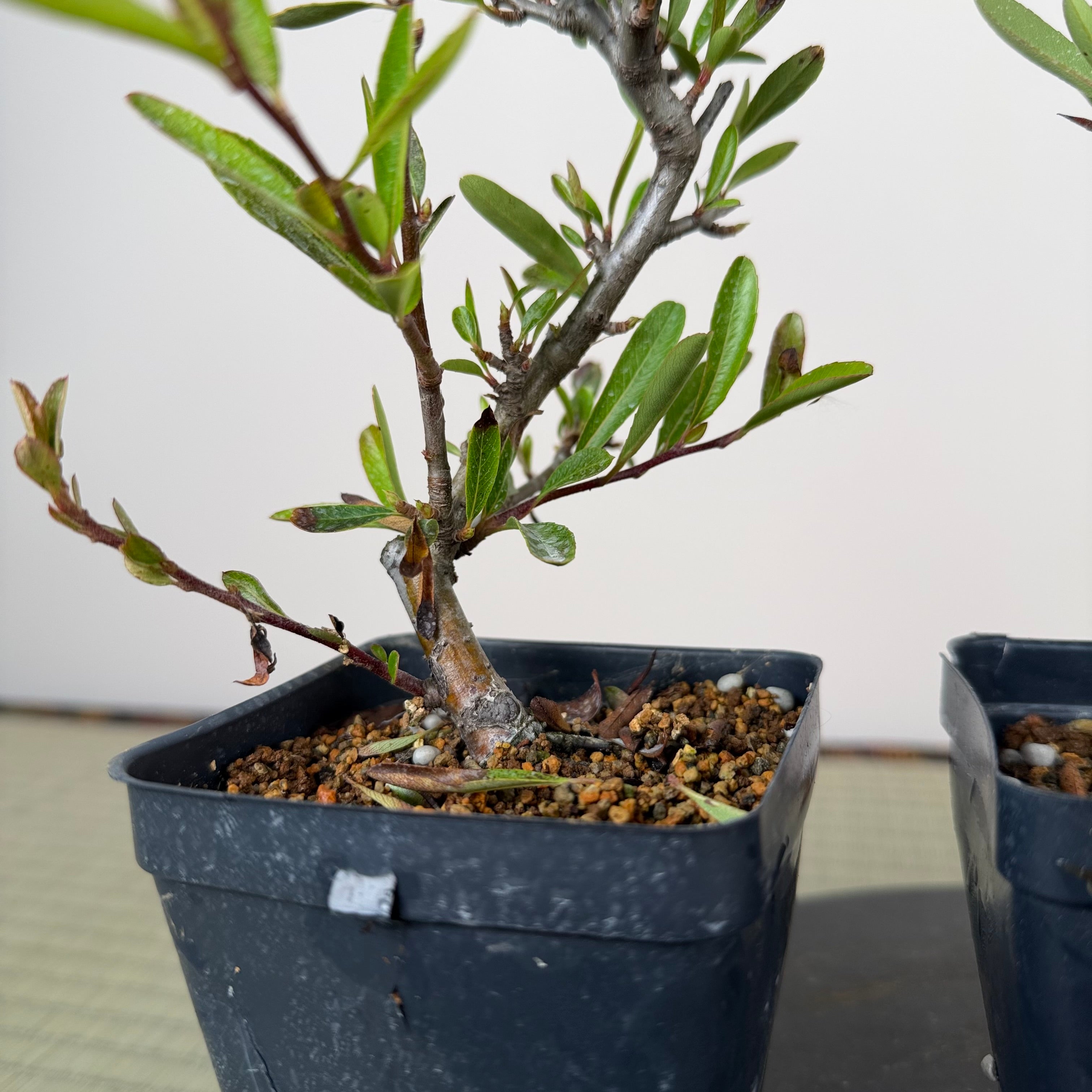Pyracantha angustifolia (orange)