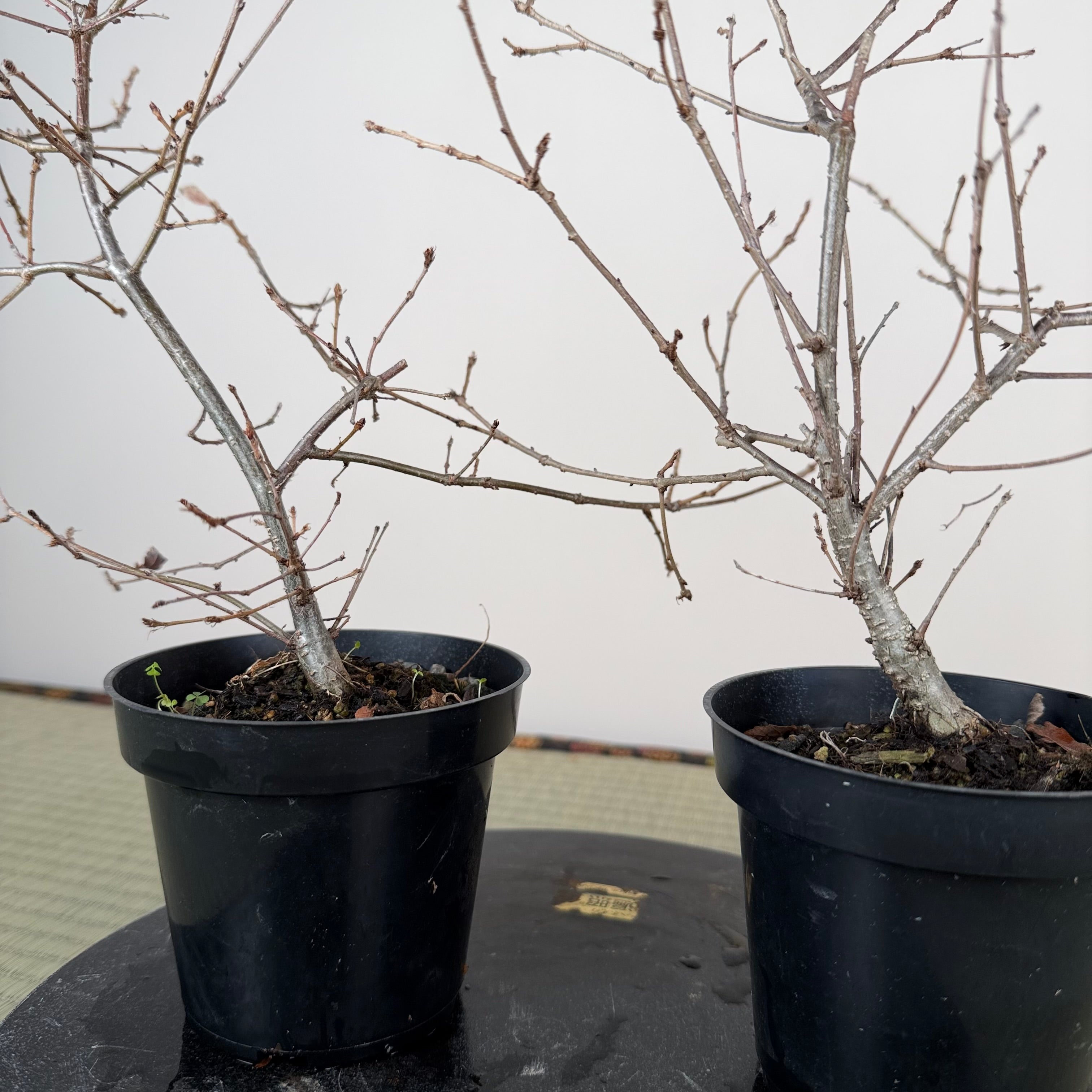 Quercus serrata (non taillé)