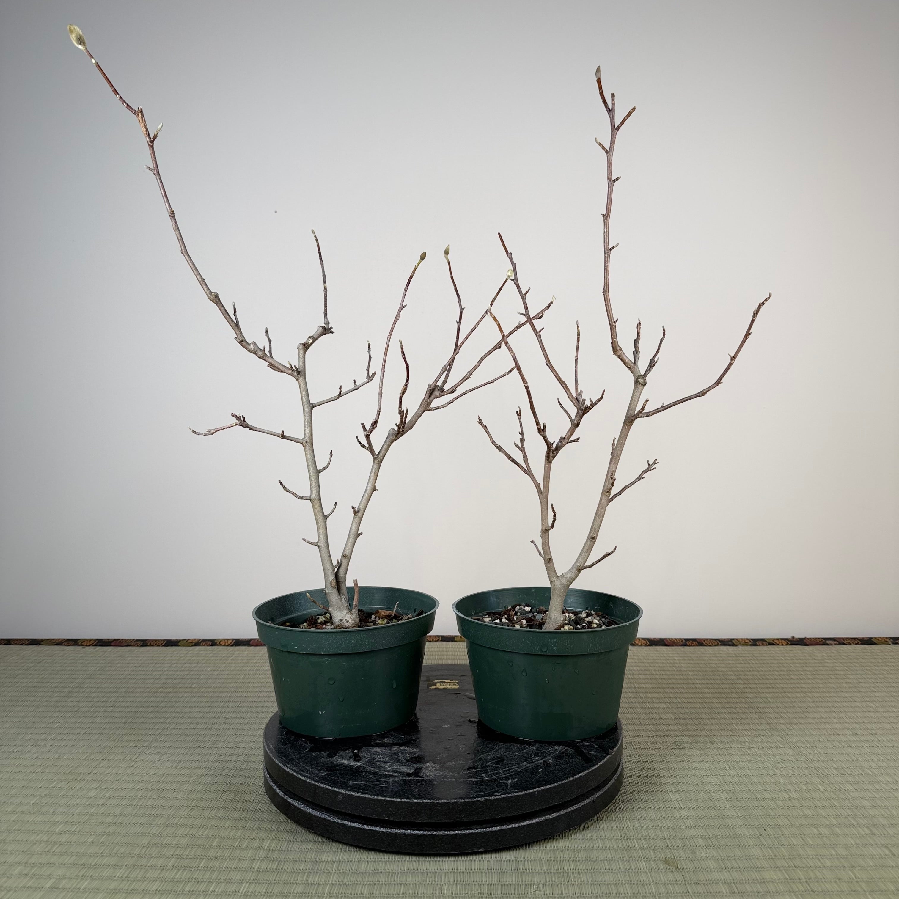 Magnolia (grand ; fleur violette)
