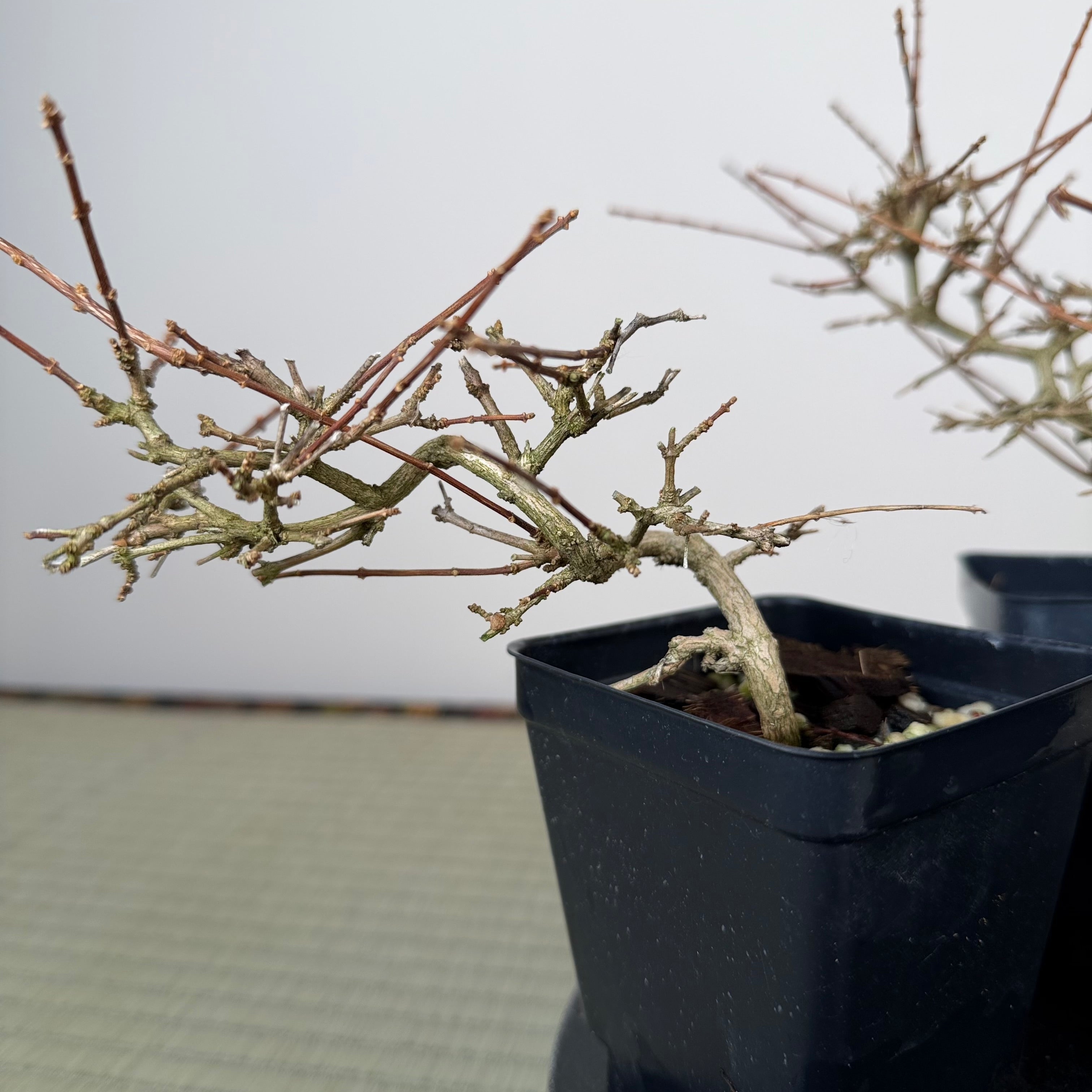 Premna japonica (boutures racinées)