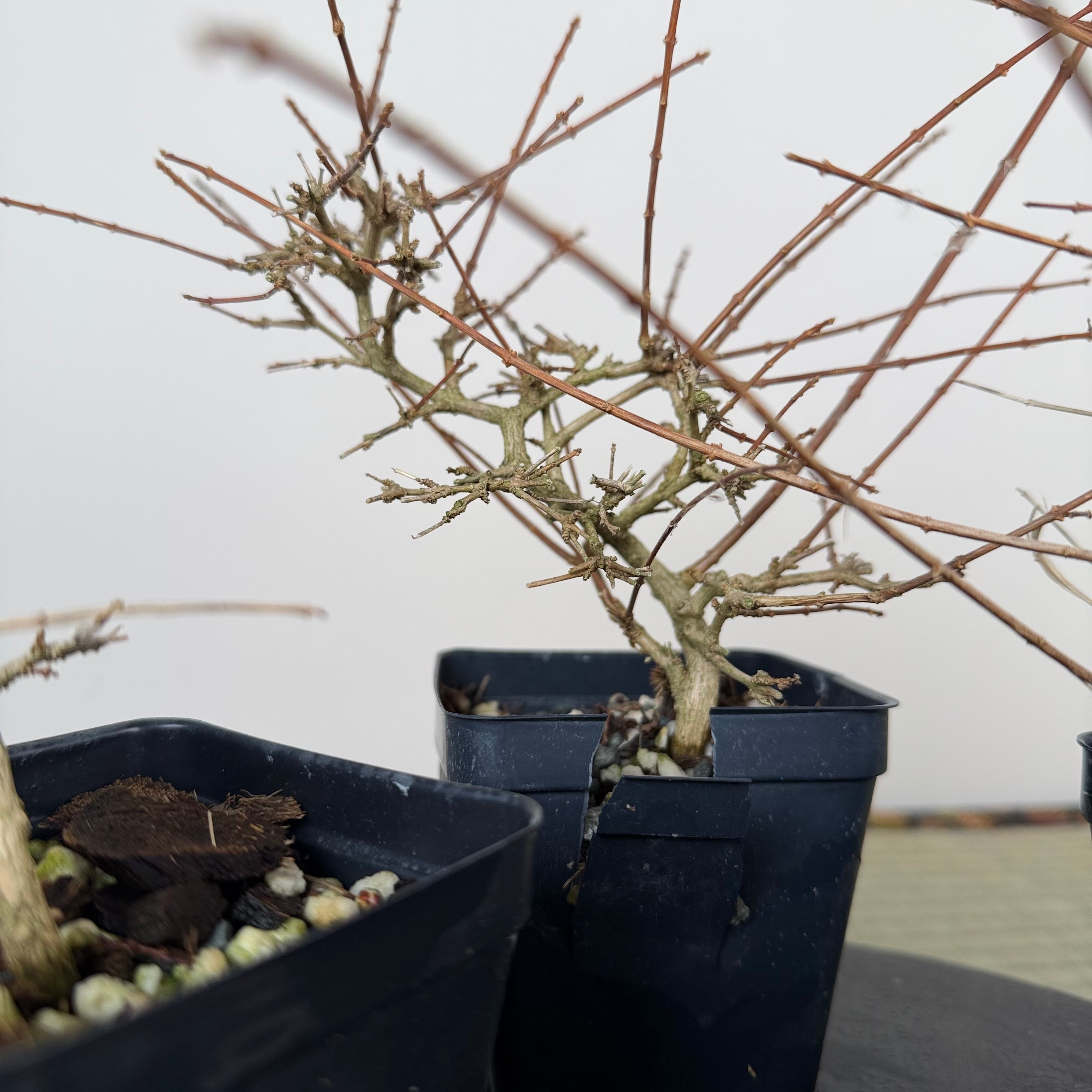 Premna japonica (boutures racinées)