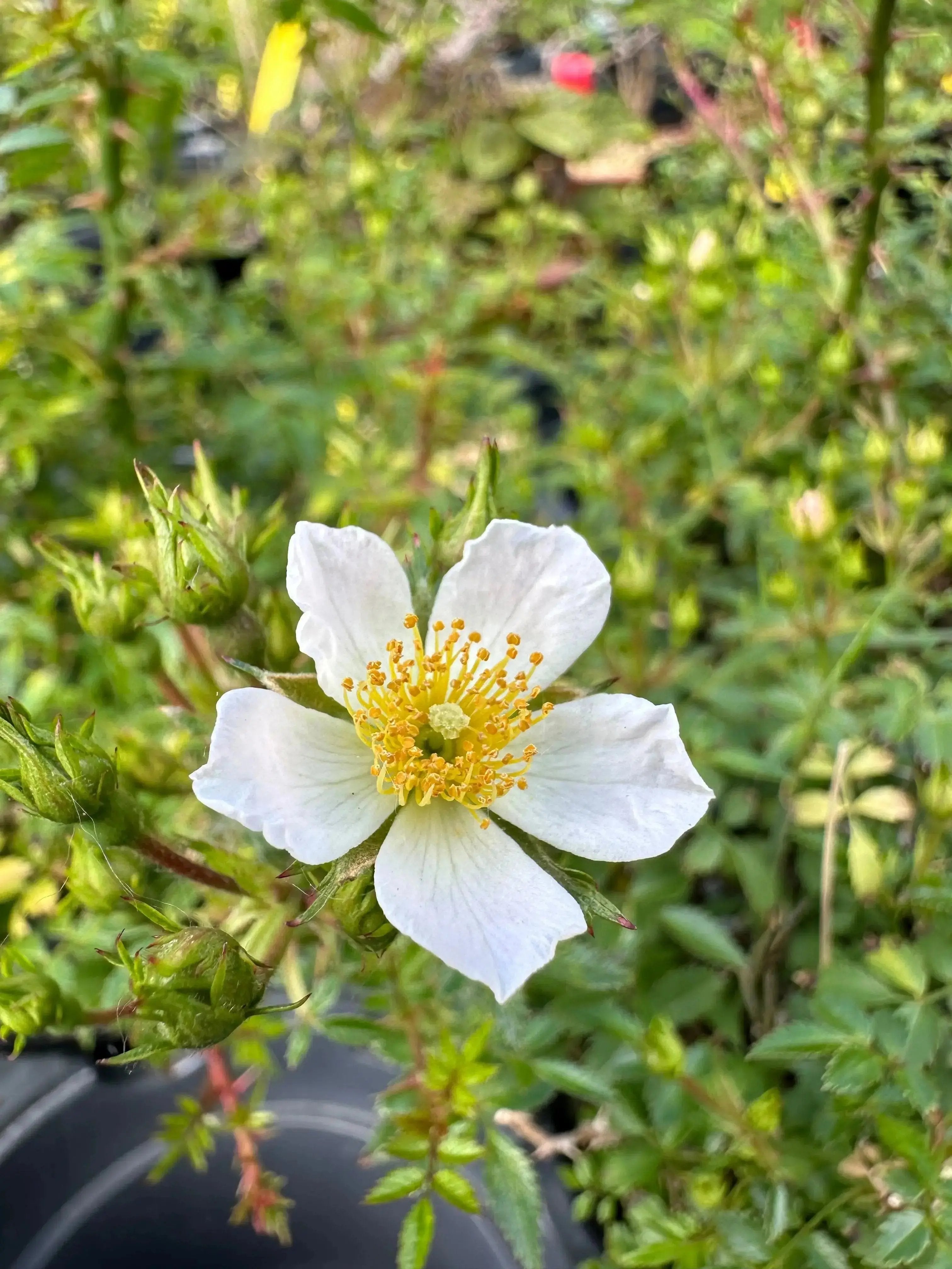 Rosa (white/pink) (medium)