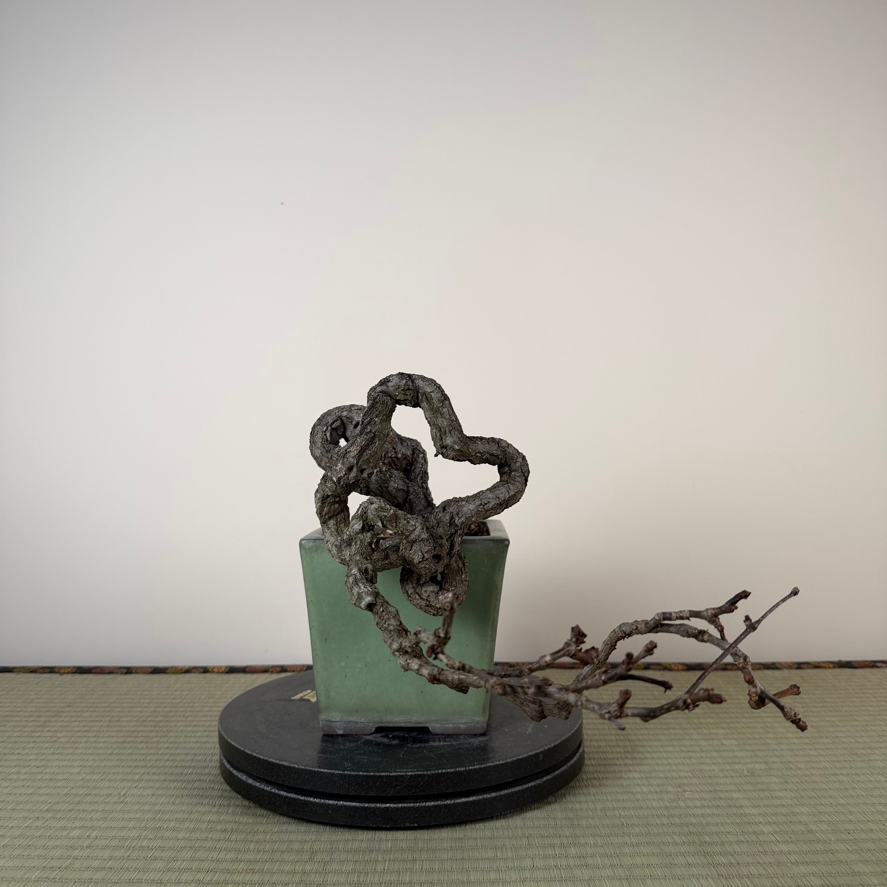 Parthenocissus quinquefolia (Antique pot)