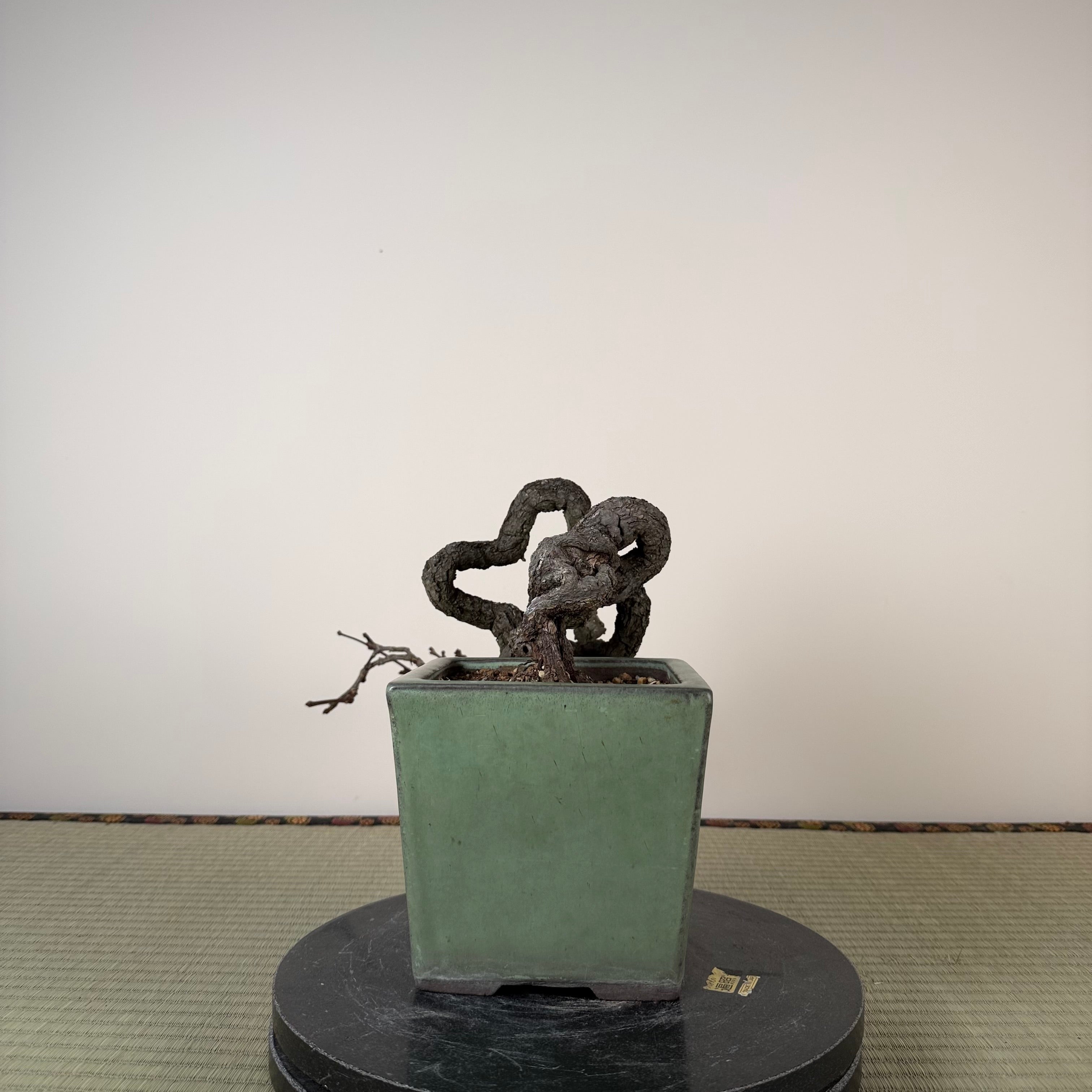 Parthenocissus quinquefolia (Antique pot)