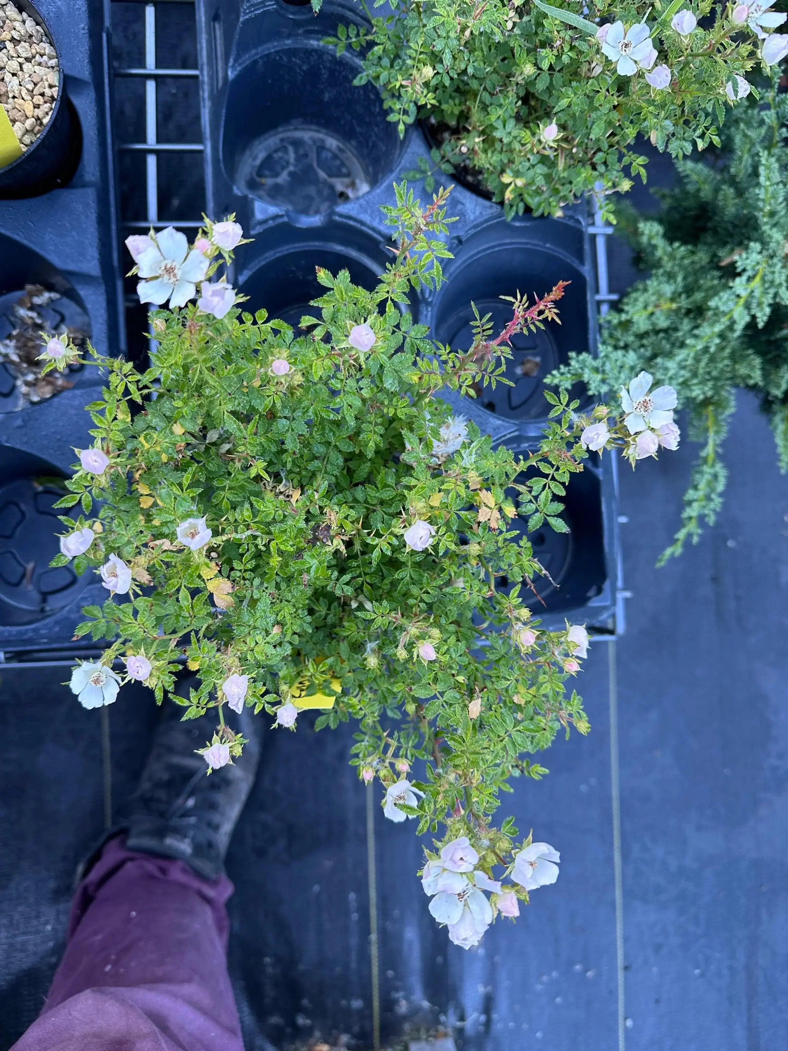 Rosa (white/pink) (medium)