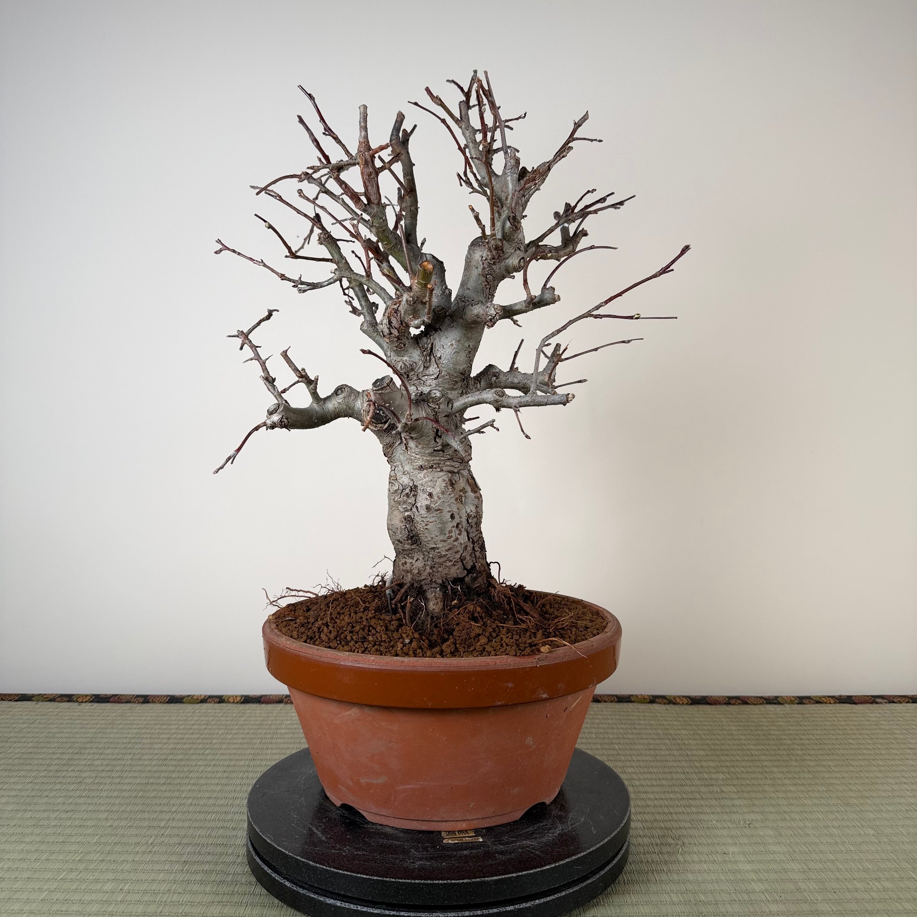 Malus 'Hime Ringo'
