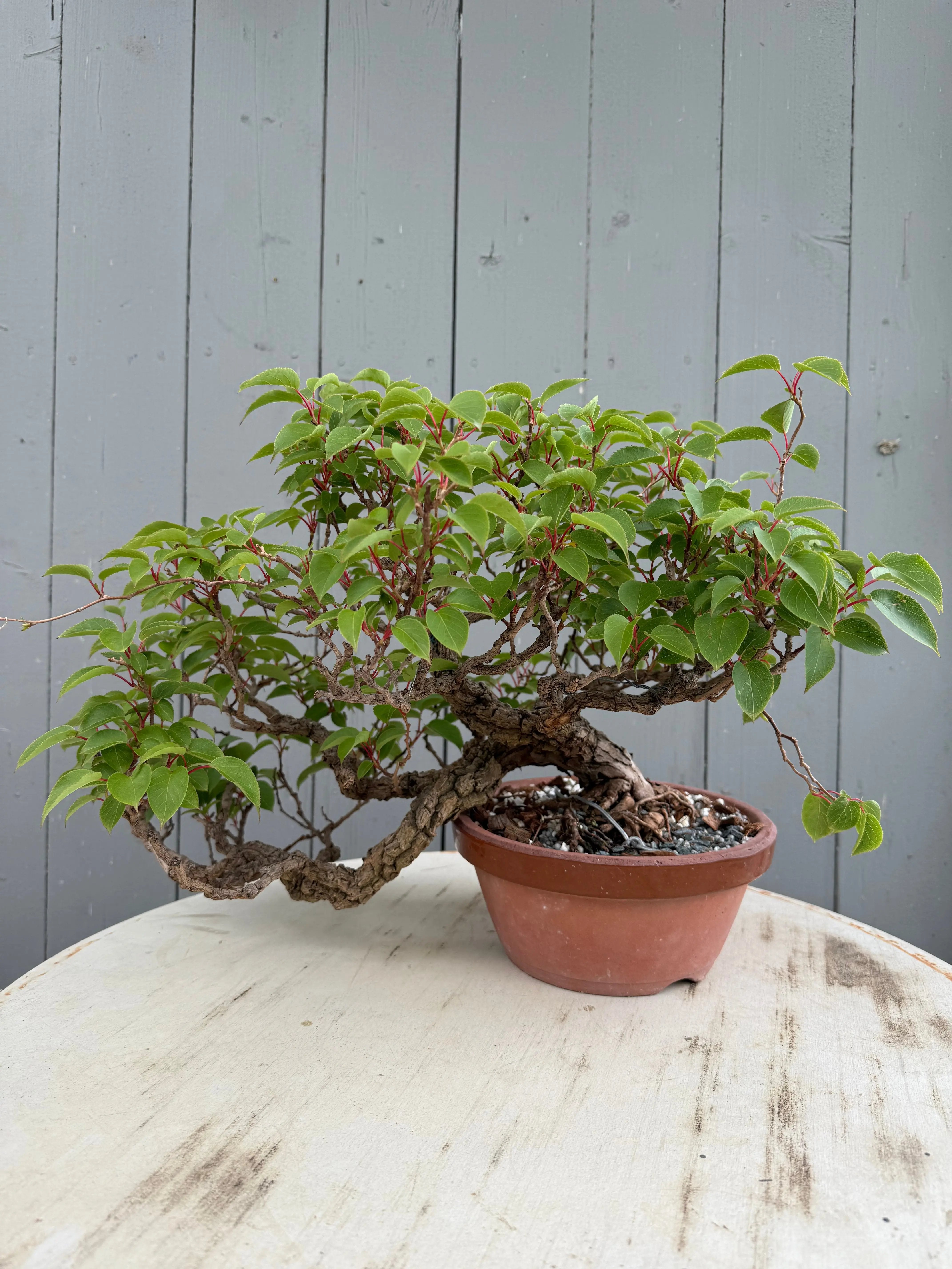 Actinidia arguta Canada Bonsai