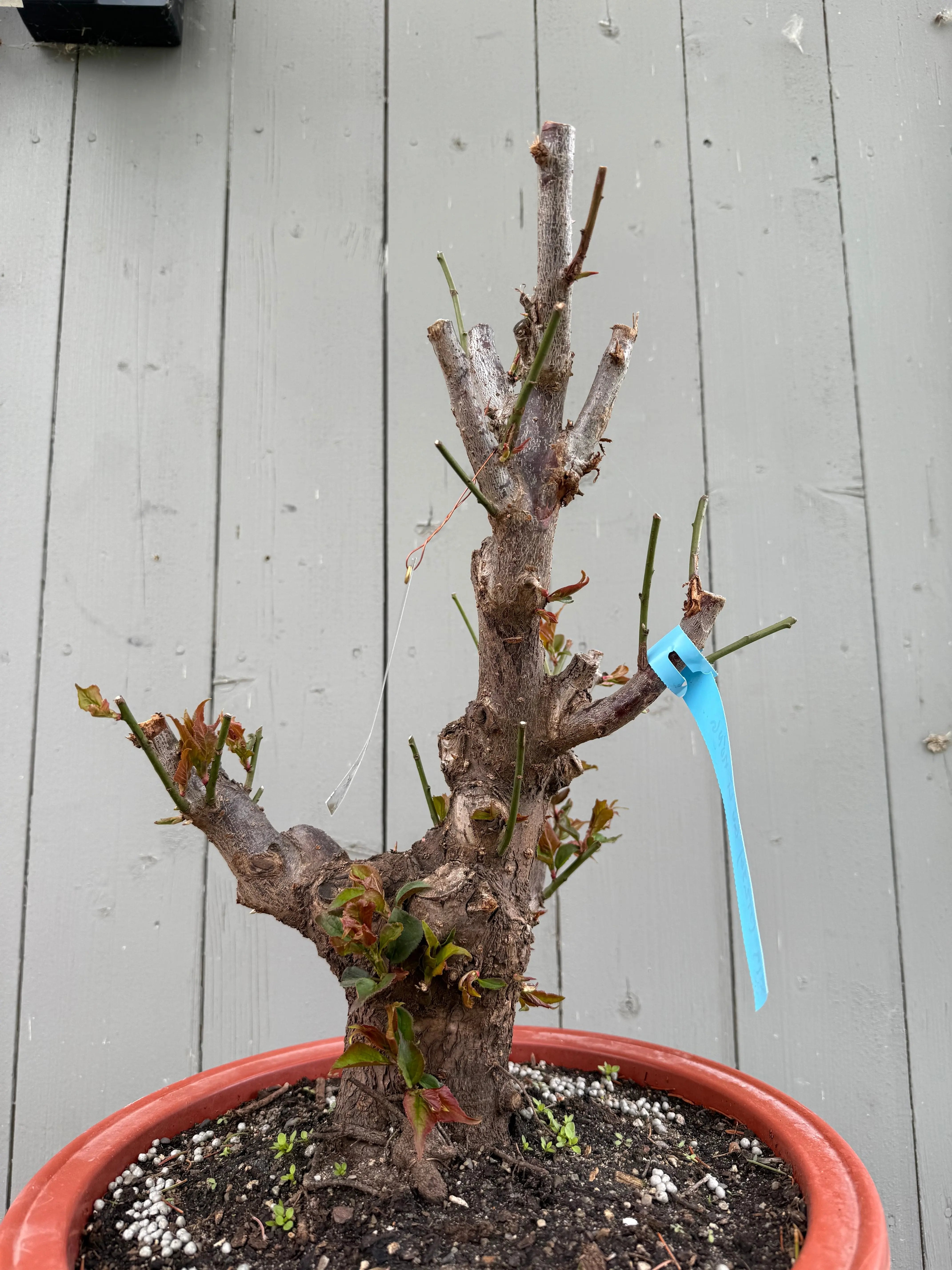 Prunus mume 'Gǔ lǐ hóng' Canada Bonsai